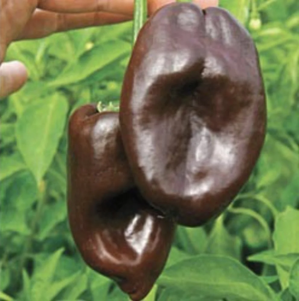 Mulato Pepper