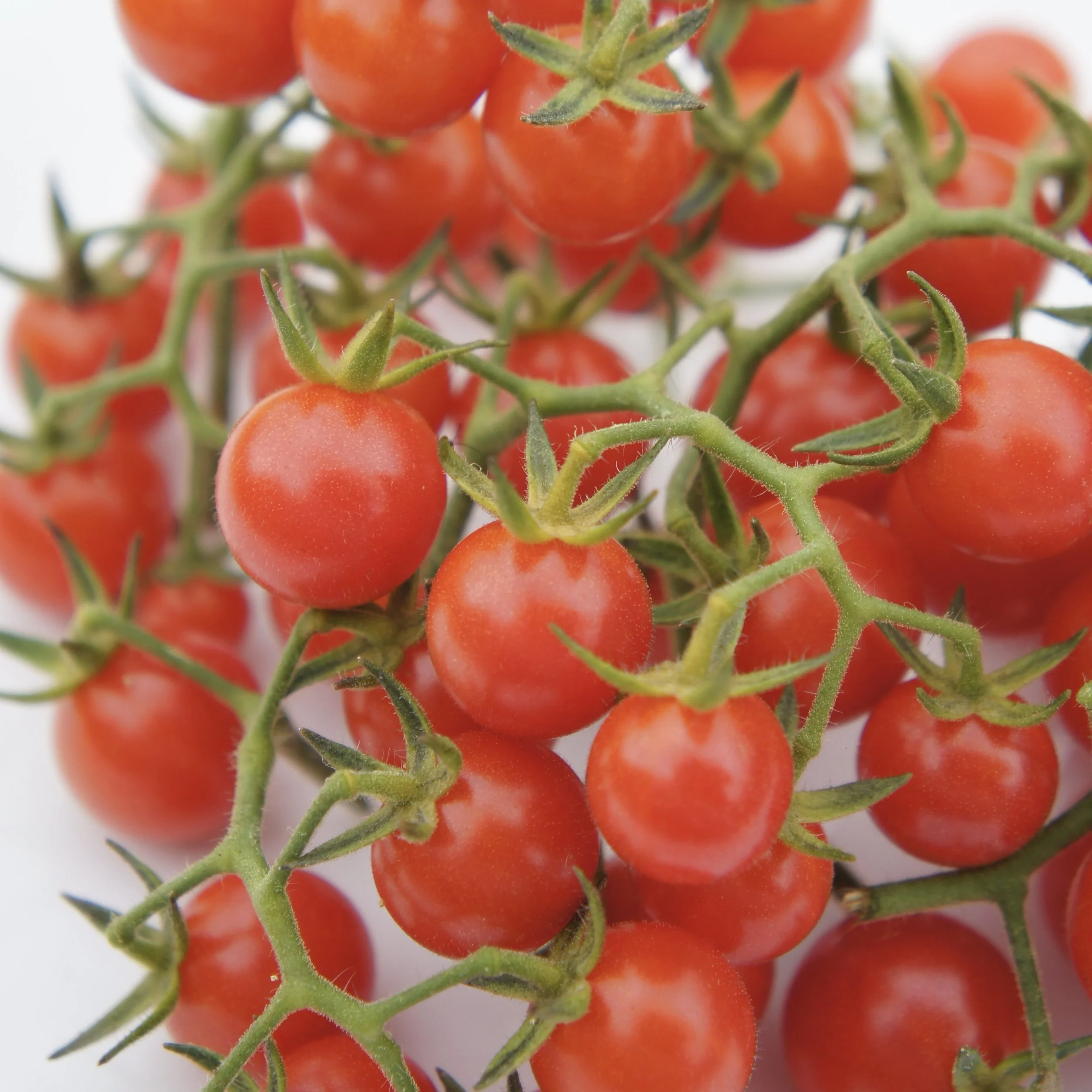 Pink "Currant" Tomato