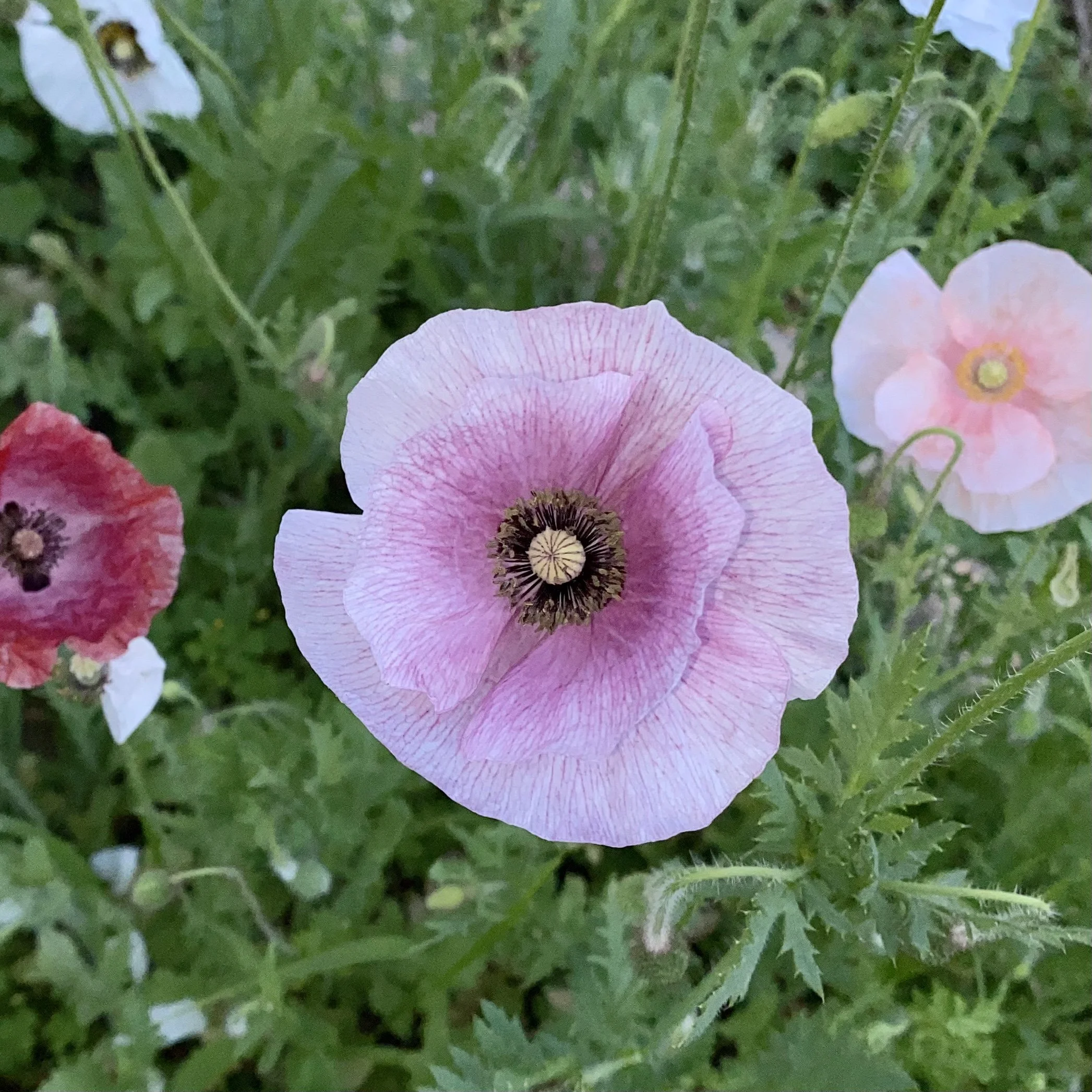 Sir Cedric Morris Poppies