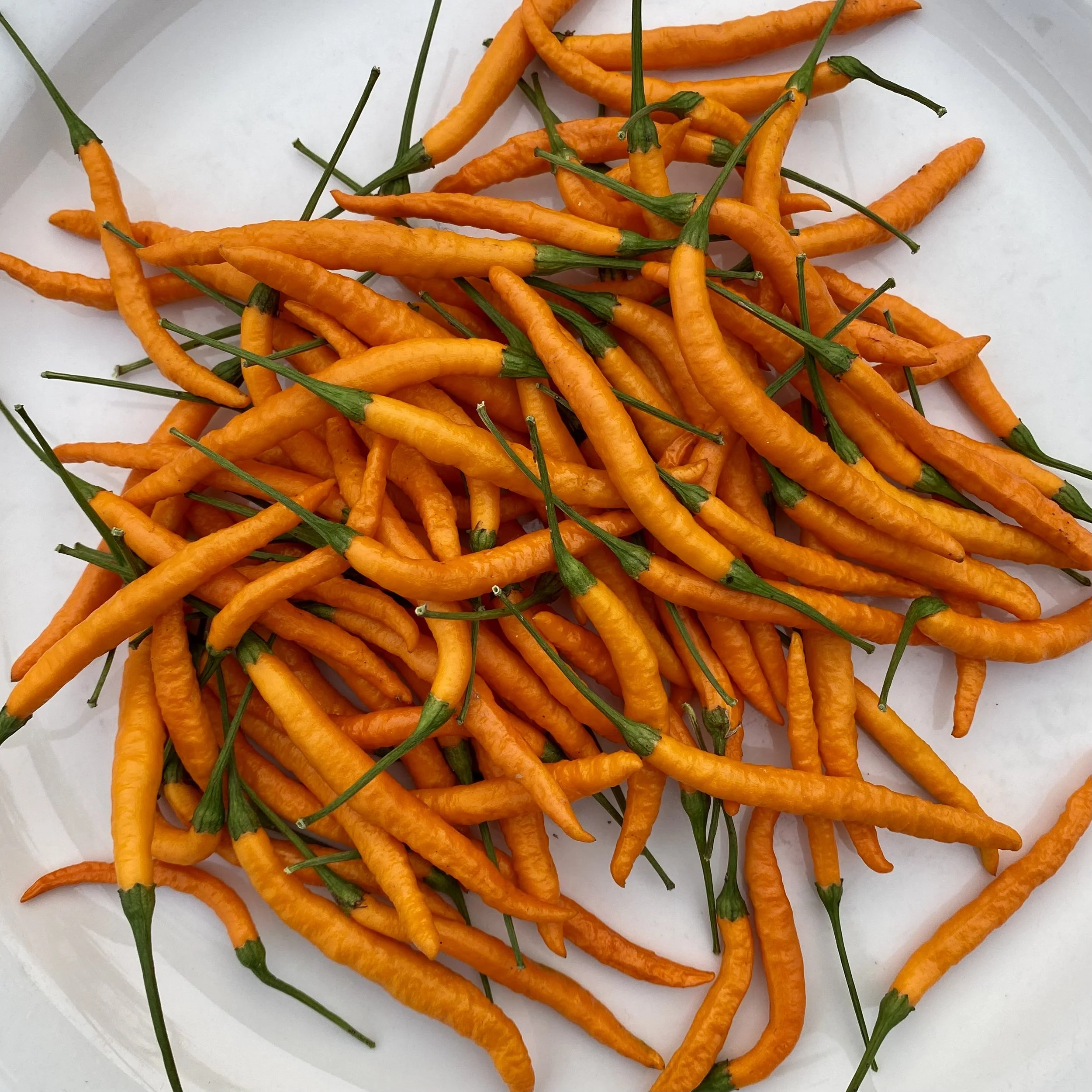 Orange Thai Pepper