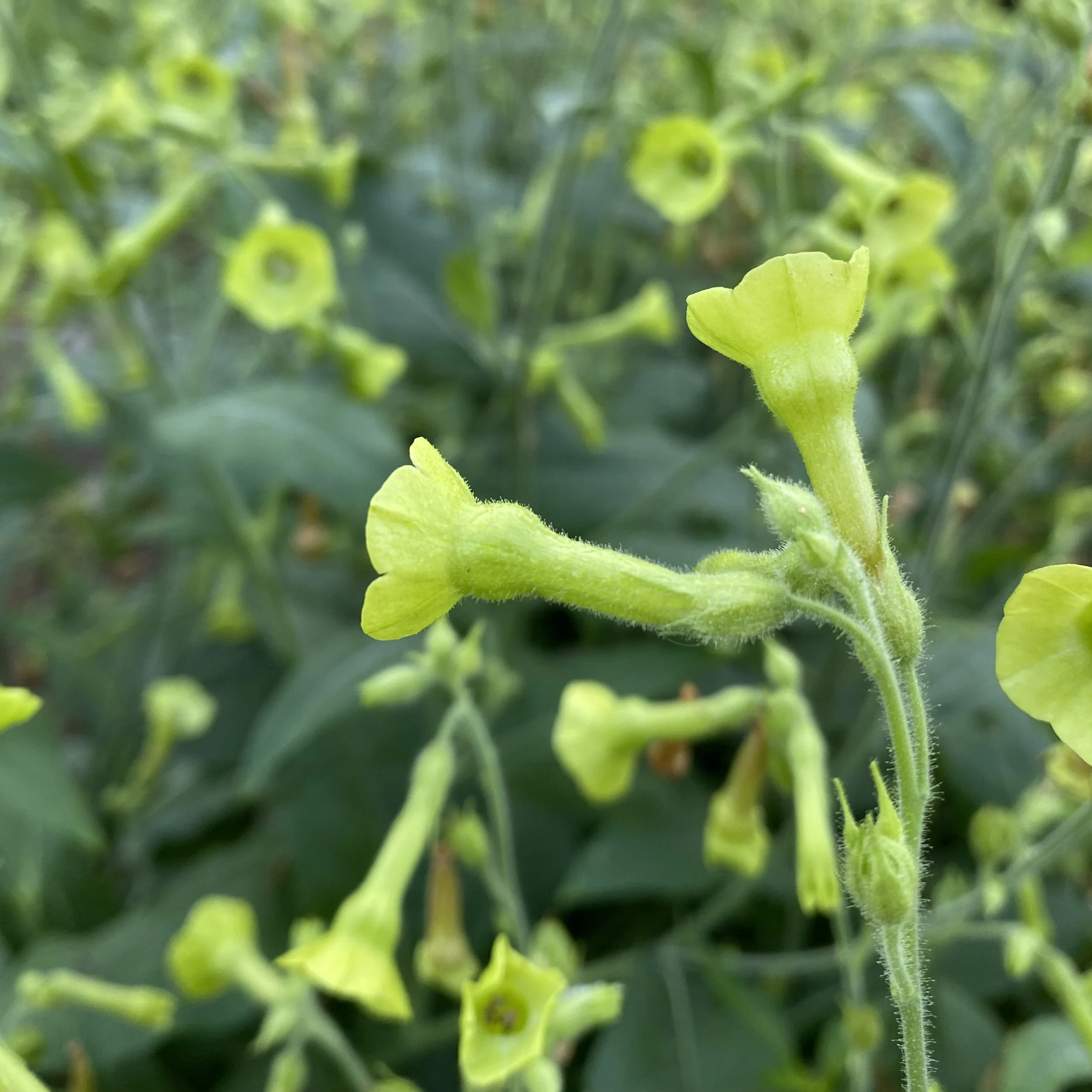 Nicotiana langsdorffii