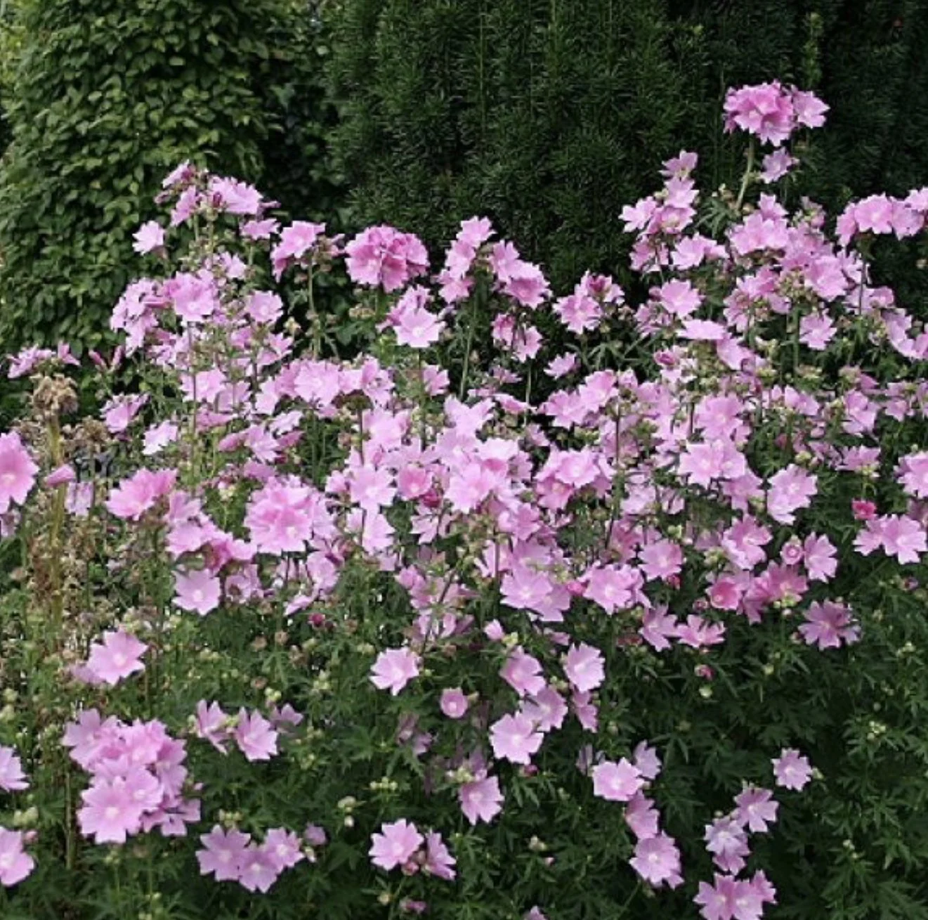 Malva alcea var. fastigiata