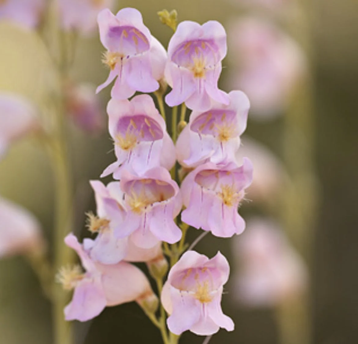 Scented Penstemon