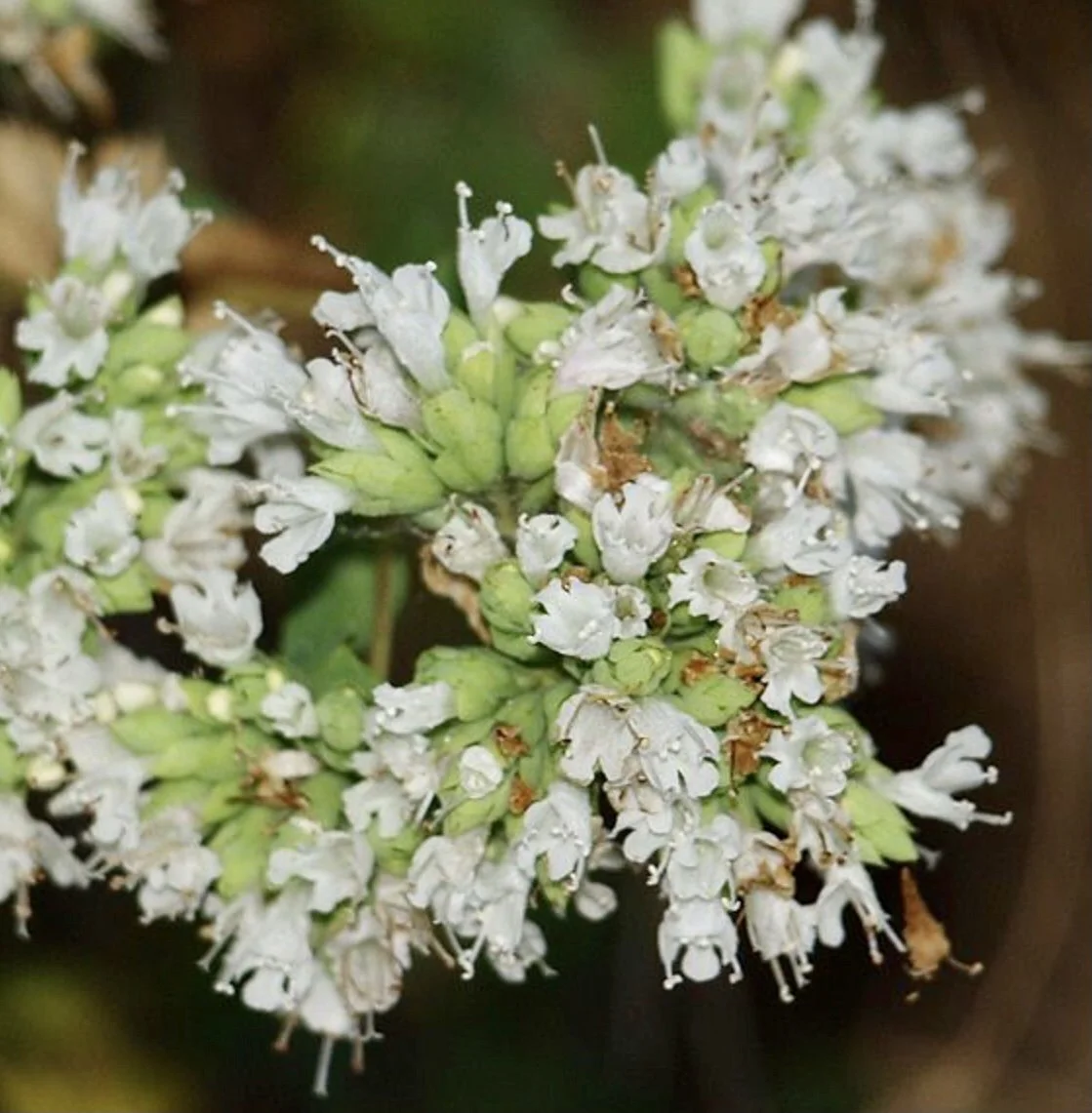 Moroccan Oregano