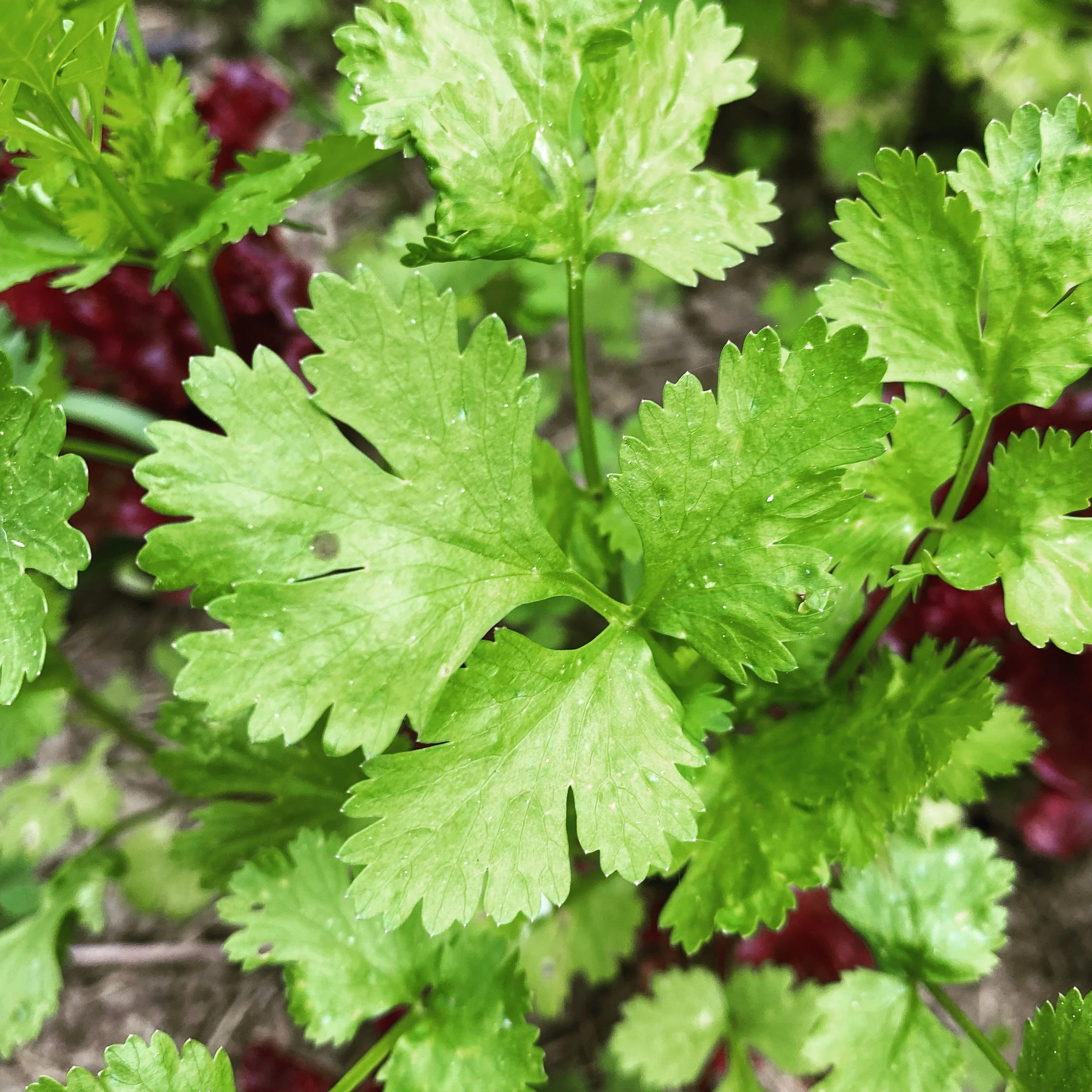 Rak Tamachat Cilantro