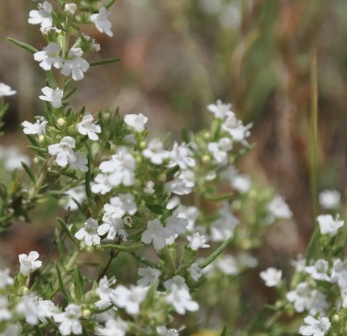 Spanish Thyme
