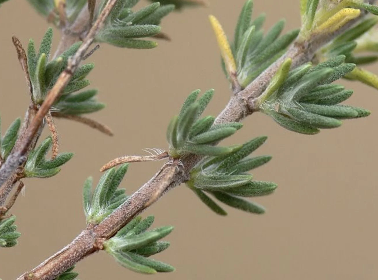 Spanish Thyme  Farmacie Isolde