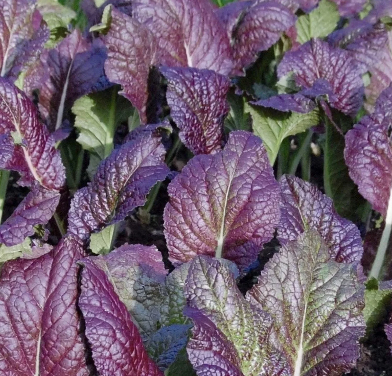 Osaka Purple