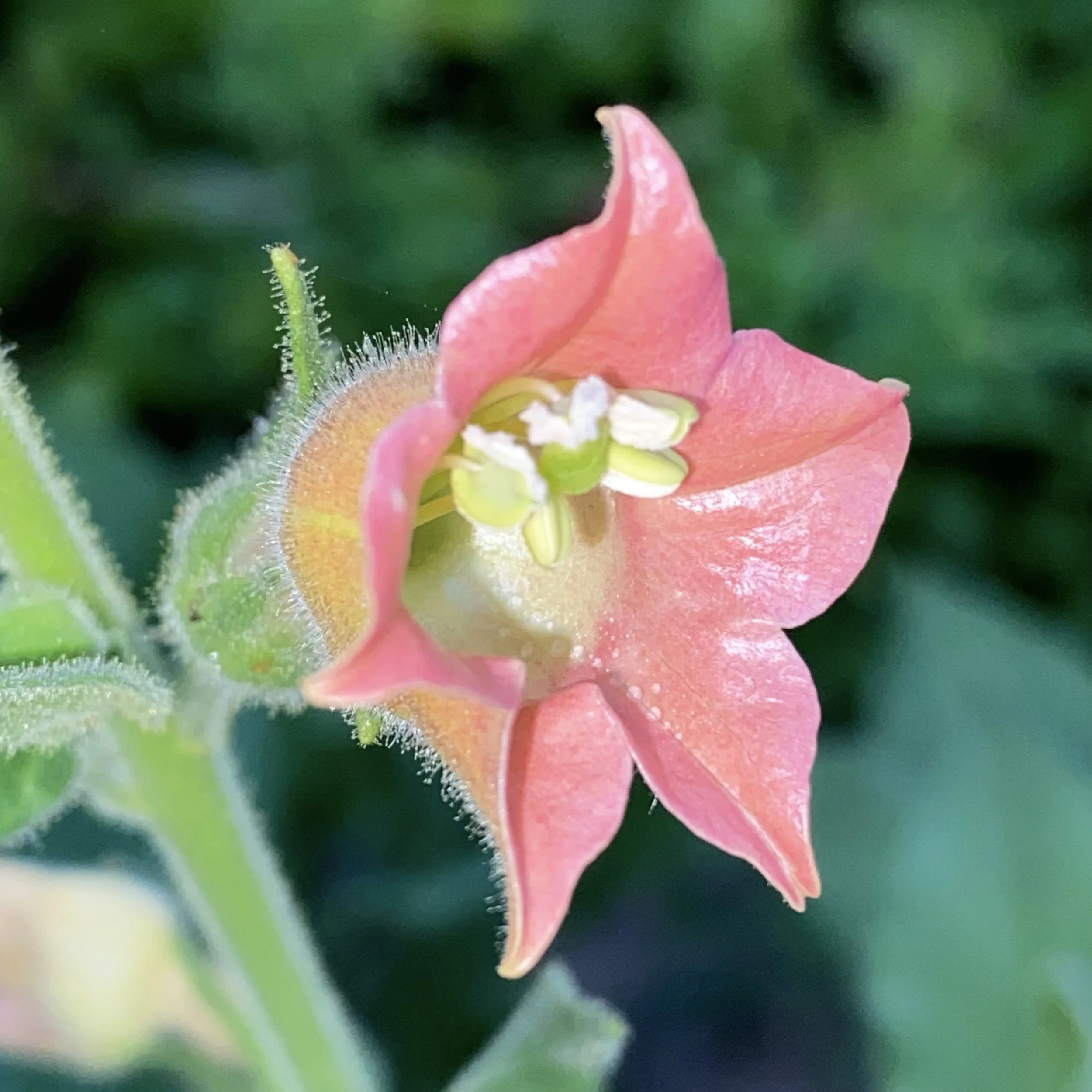 Nicotiana glutinosa
