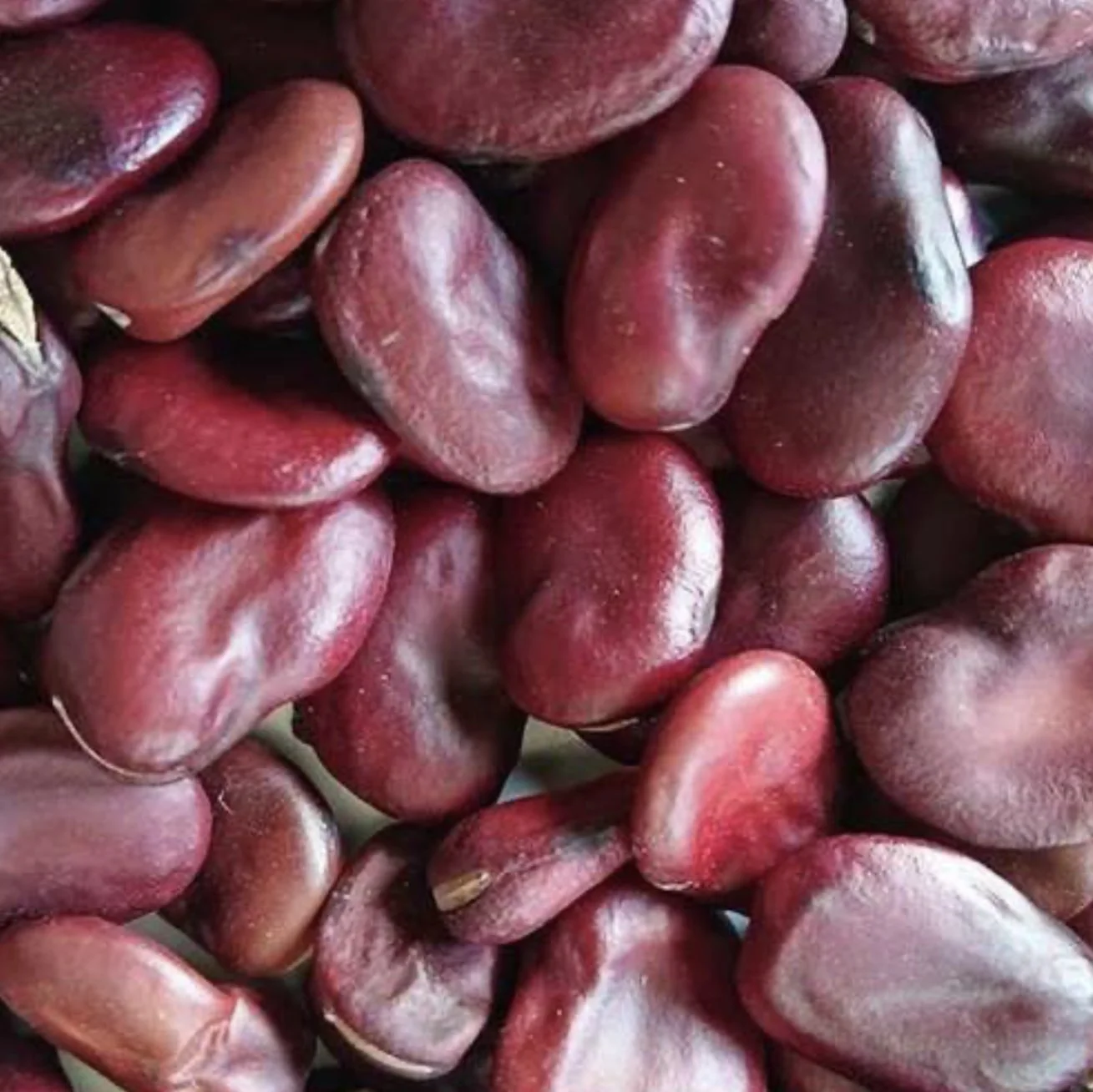 Red Epicure Broad Bean