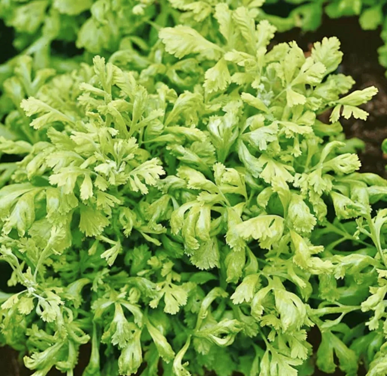 Golden Carpet Feverfew