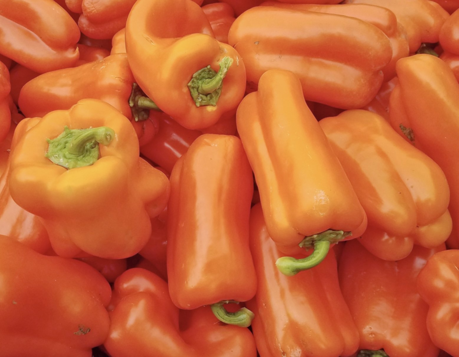 Early Long Orange Bell