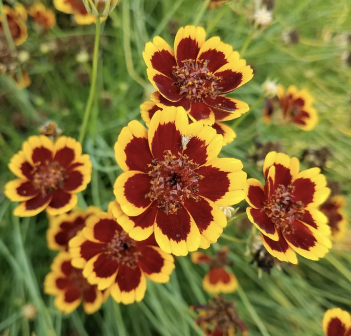 Philippine Cosmidium