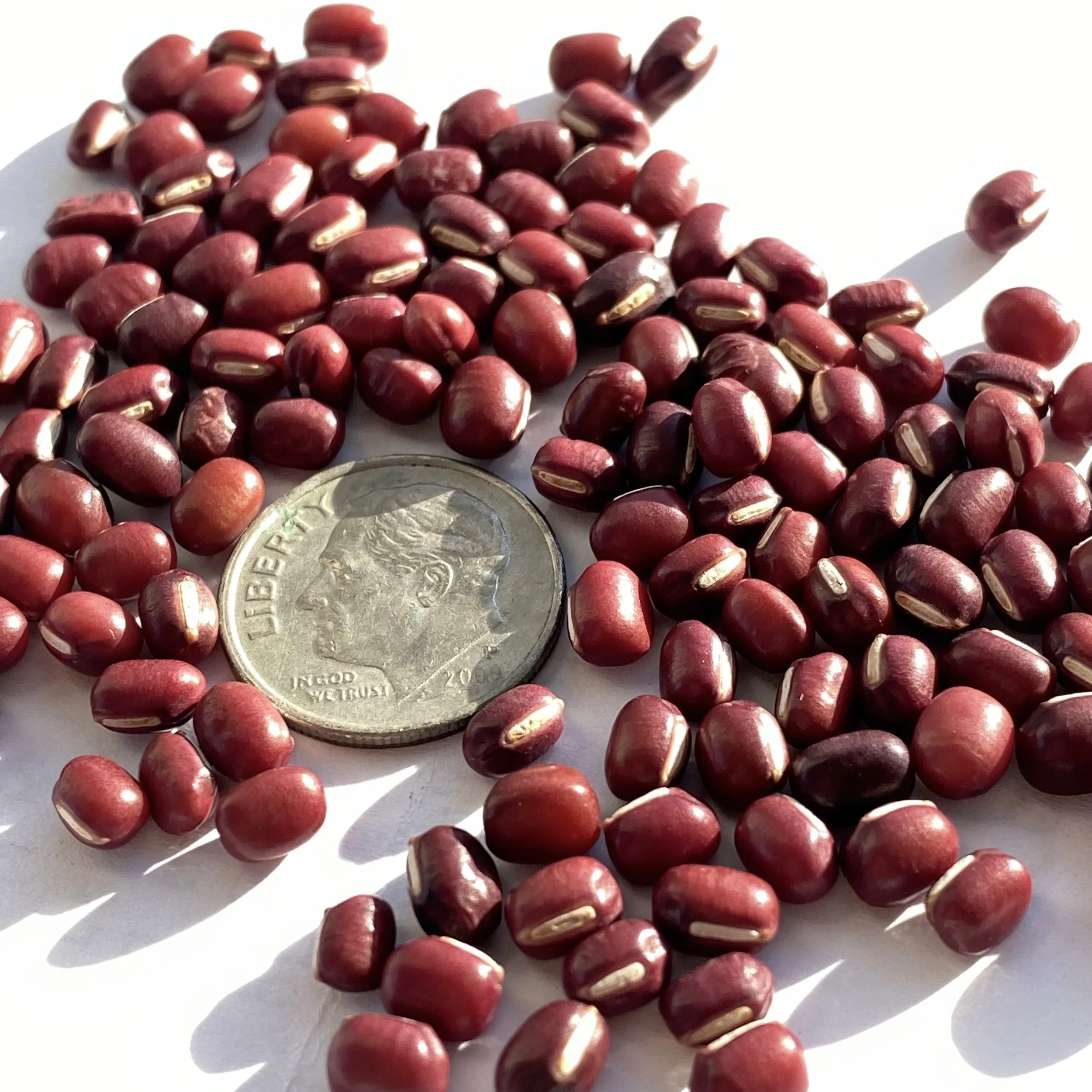 Adzuki Beans