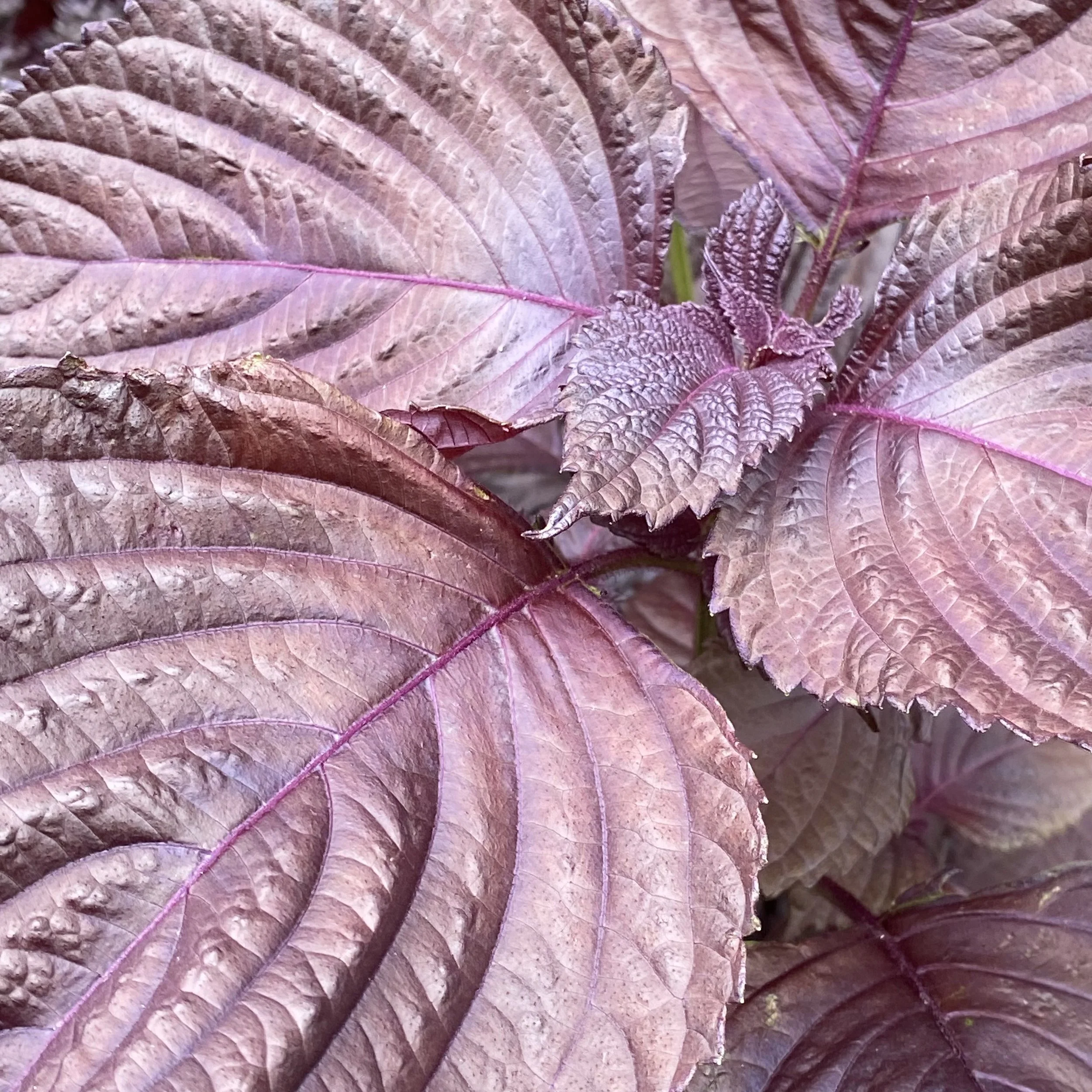 Aka Shiso