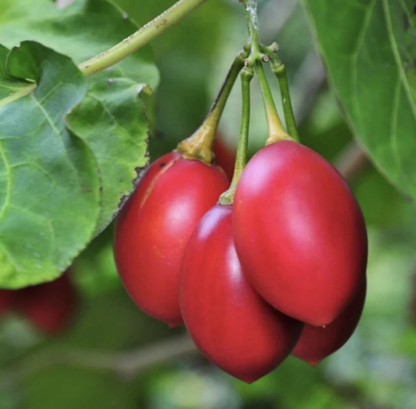 Tamarillo