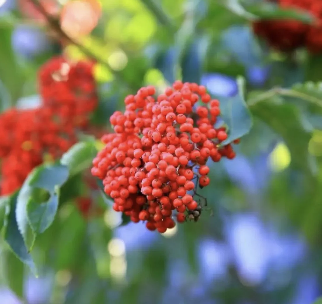 Sakhalin Red Elderberry