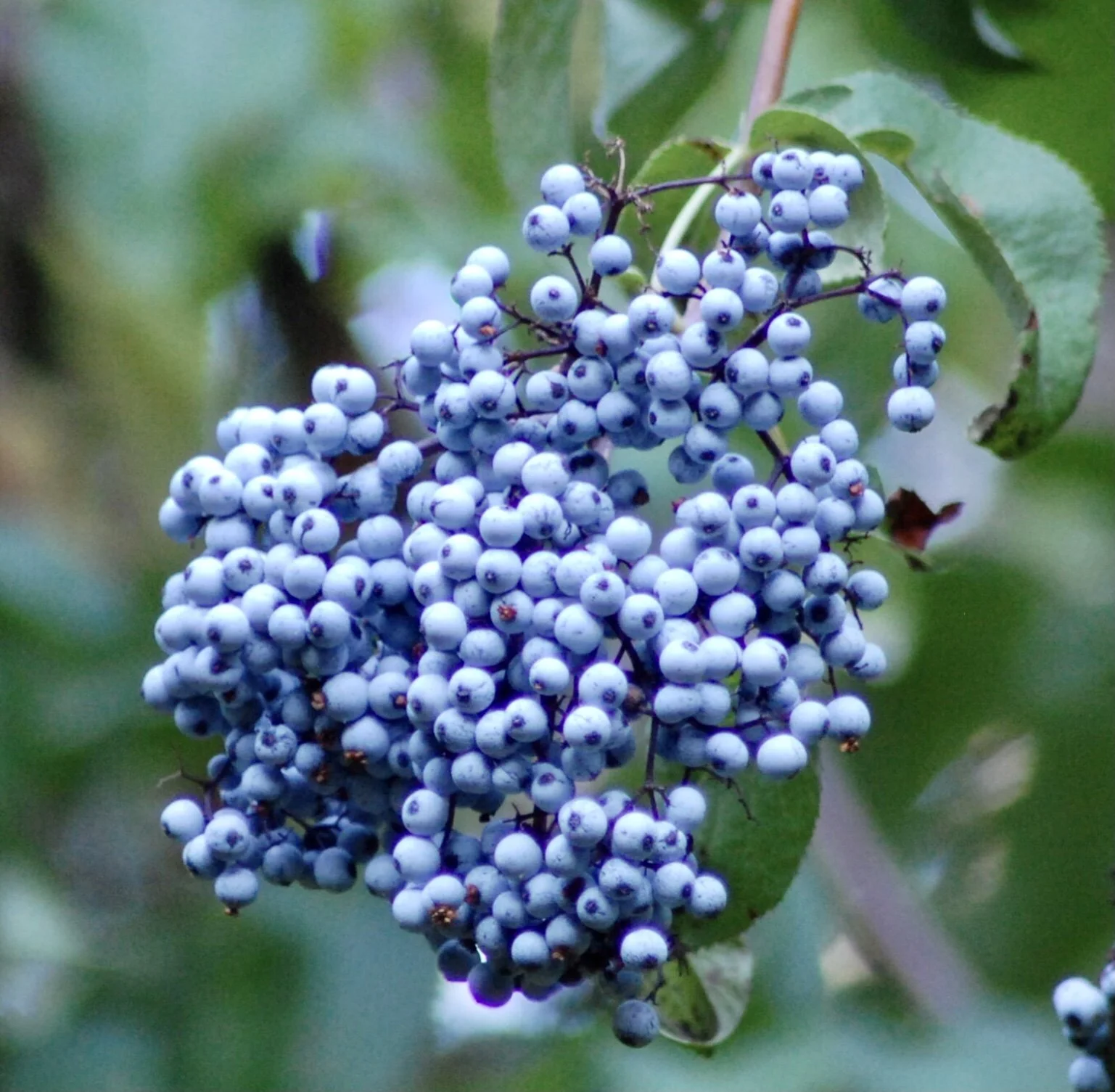 Blue Elderberry