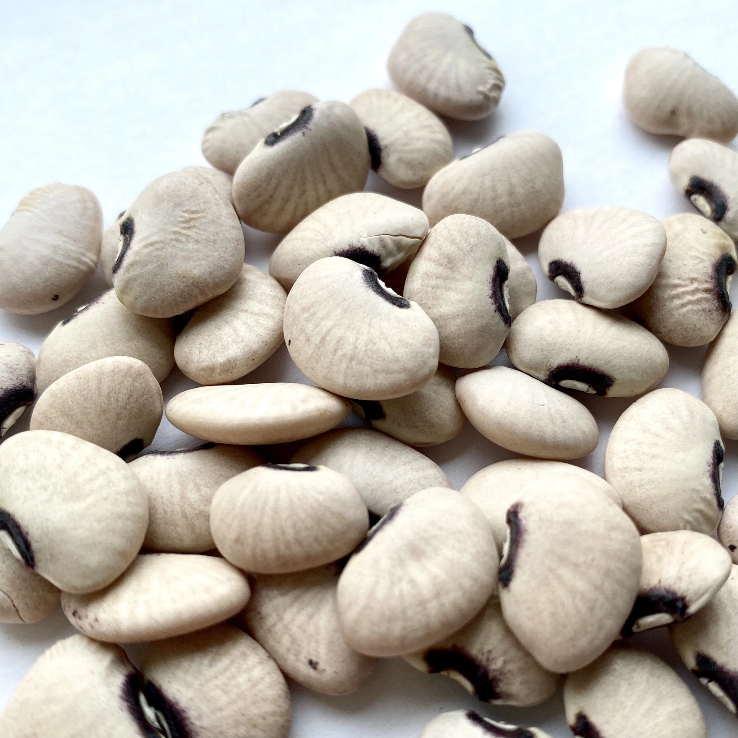 Alabama Black Eye Butter Bean