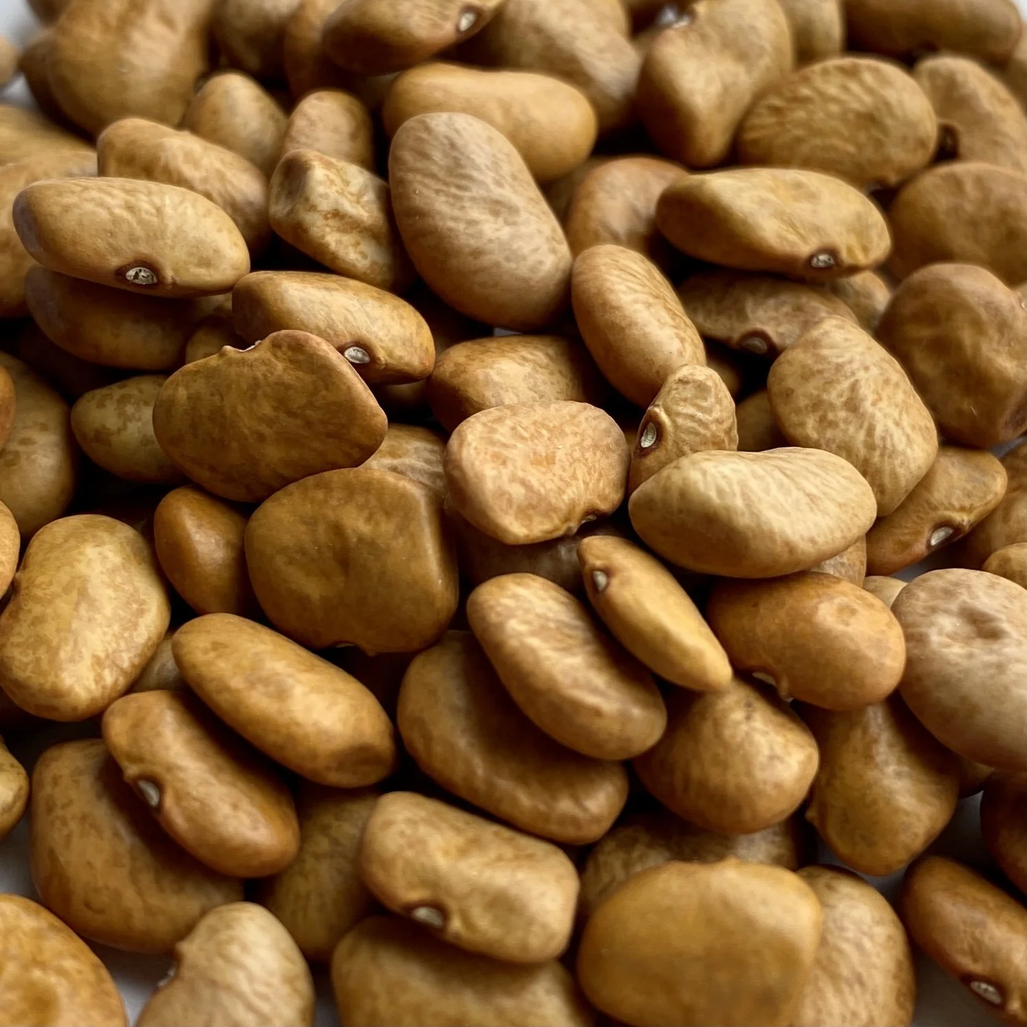 S'oam Pawi Tepary Beans