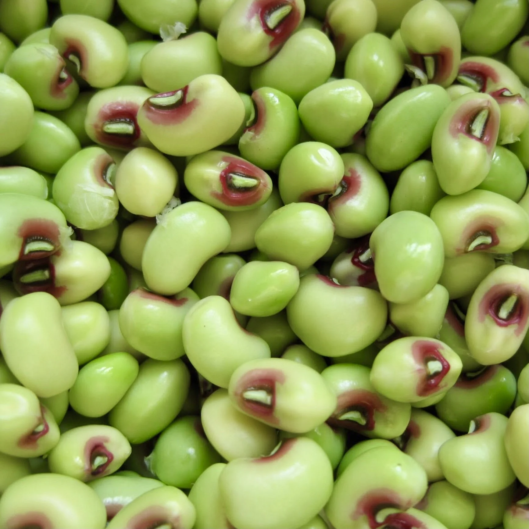 Quickpick Pinkeye Cowpea