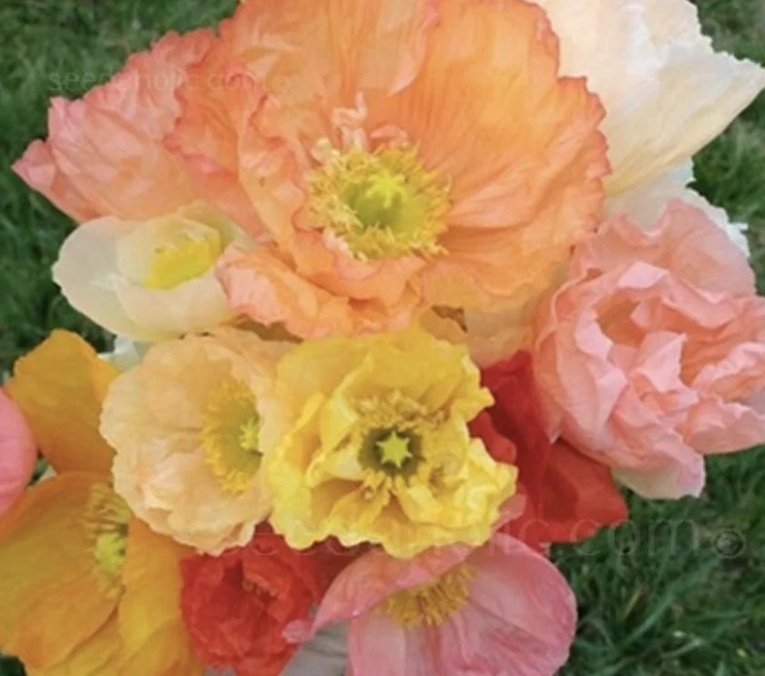 Artist's Glory Poppies