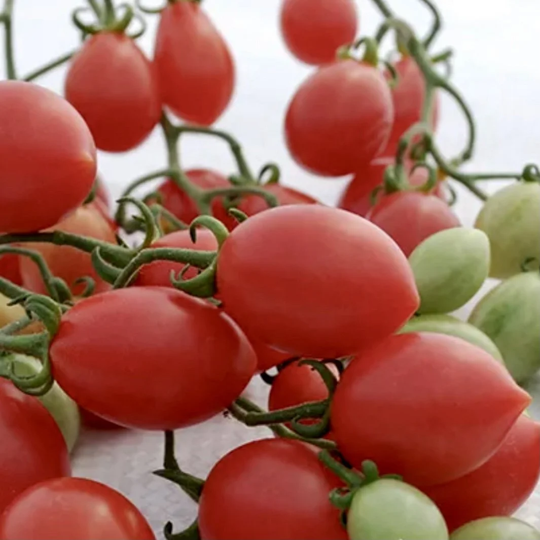 Pink Champagne Cherry