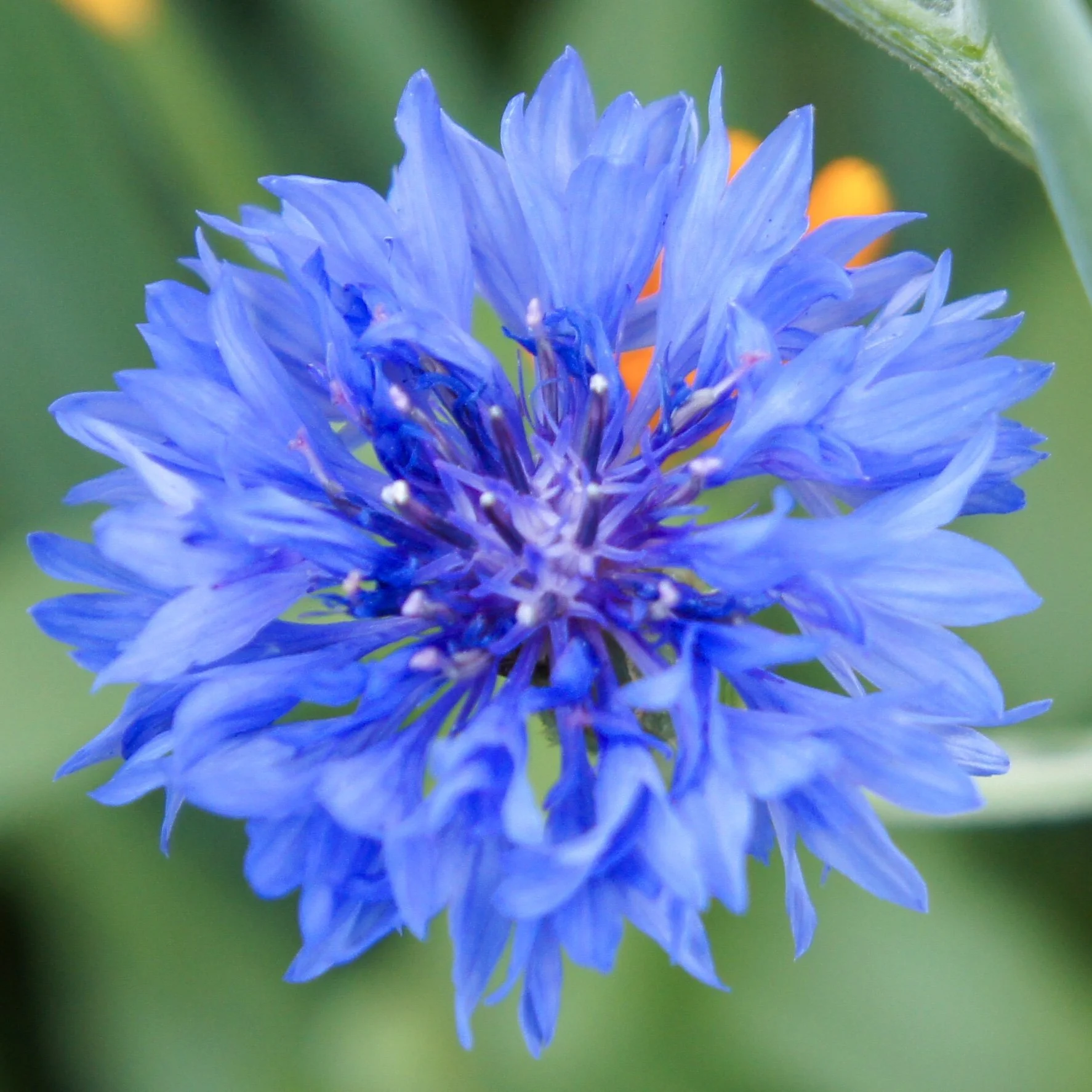 Blaue Gefüllte Bachelor Button