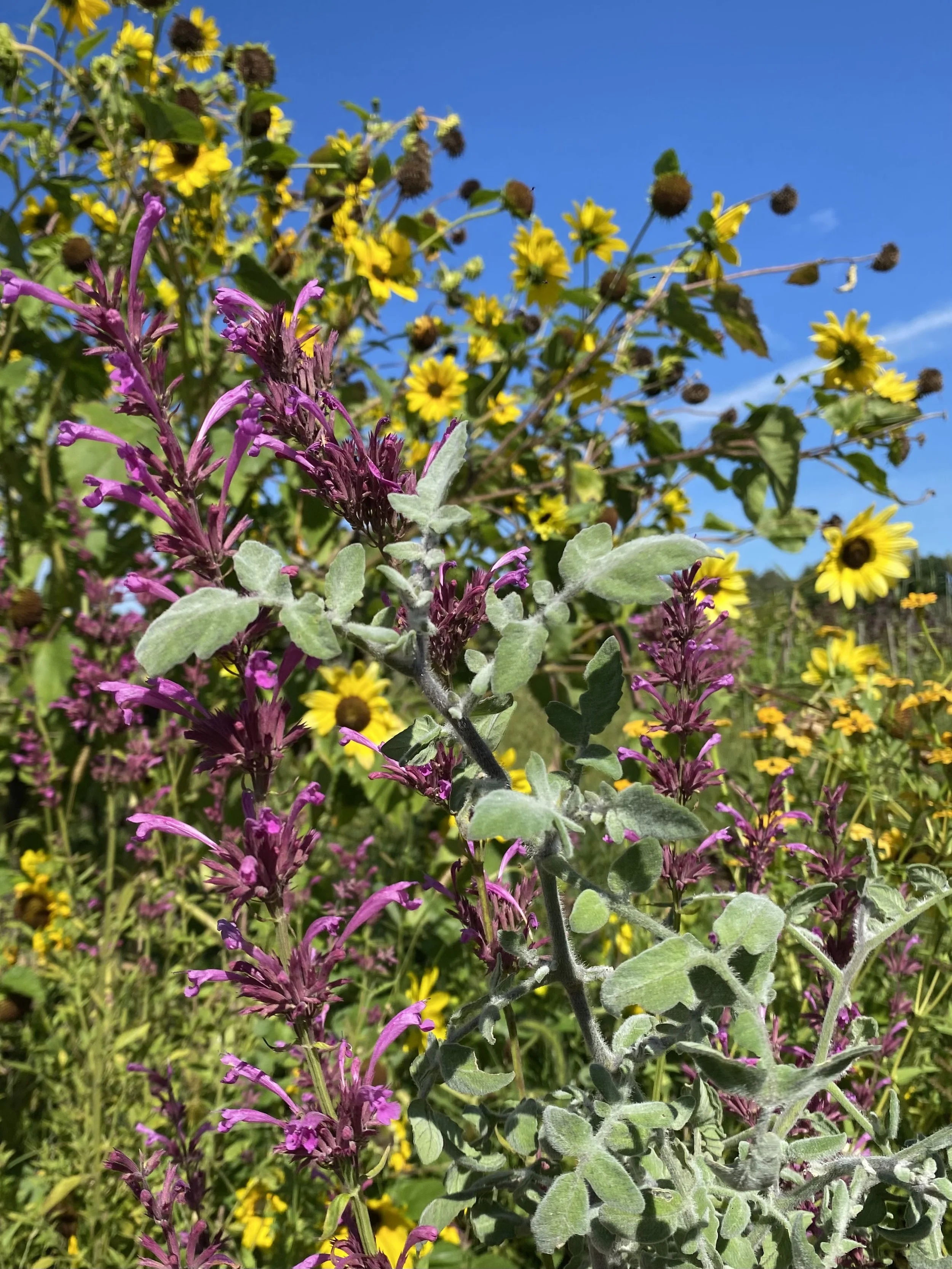 IMG_1210.jpeg