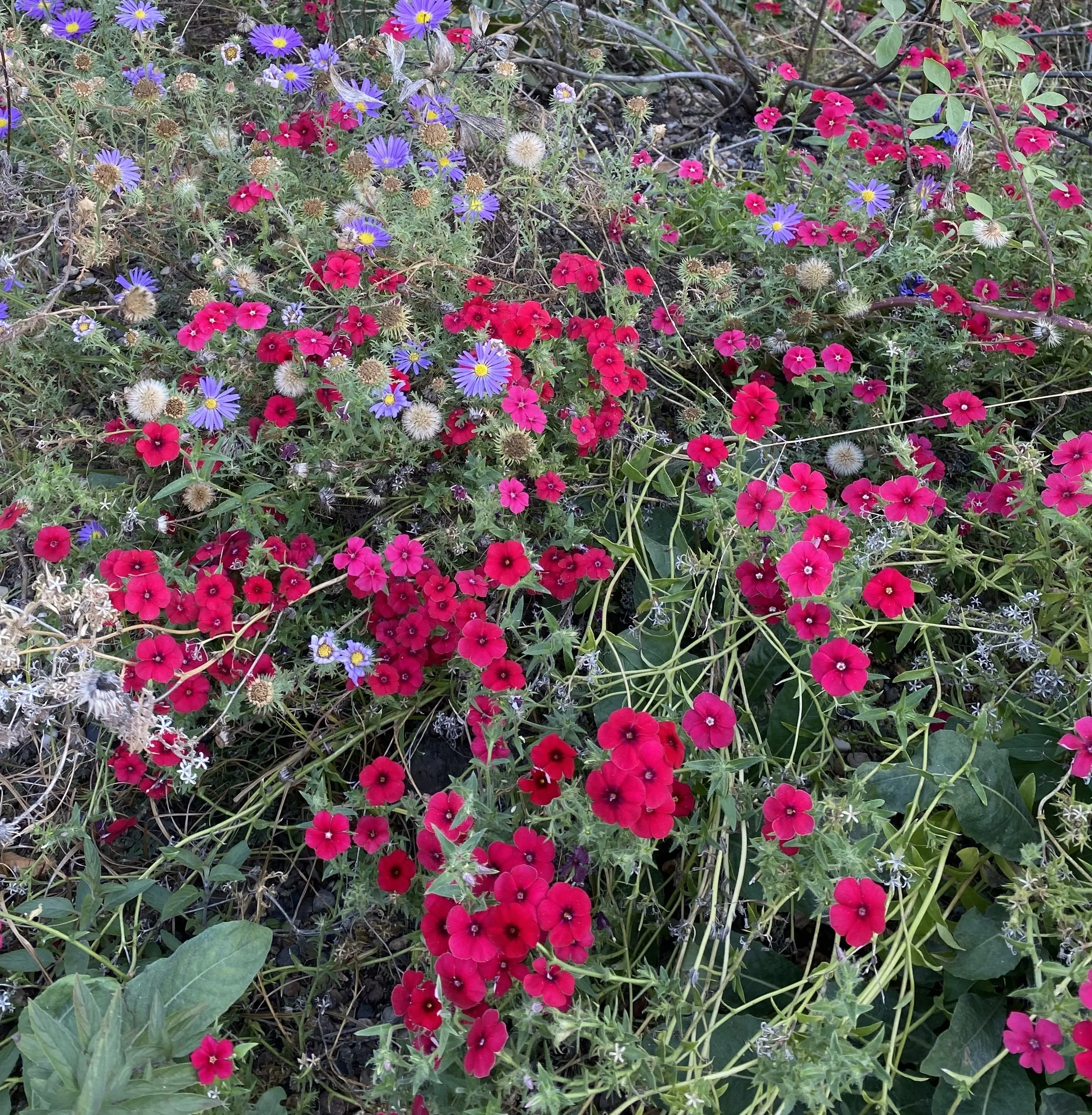 Red Drummond Phlox