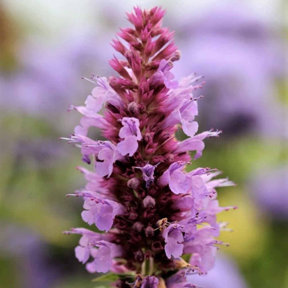 Globe Agastache