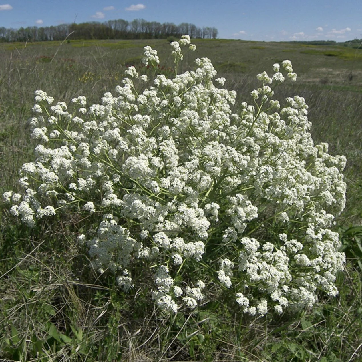 Crambe tatarica