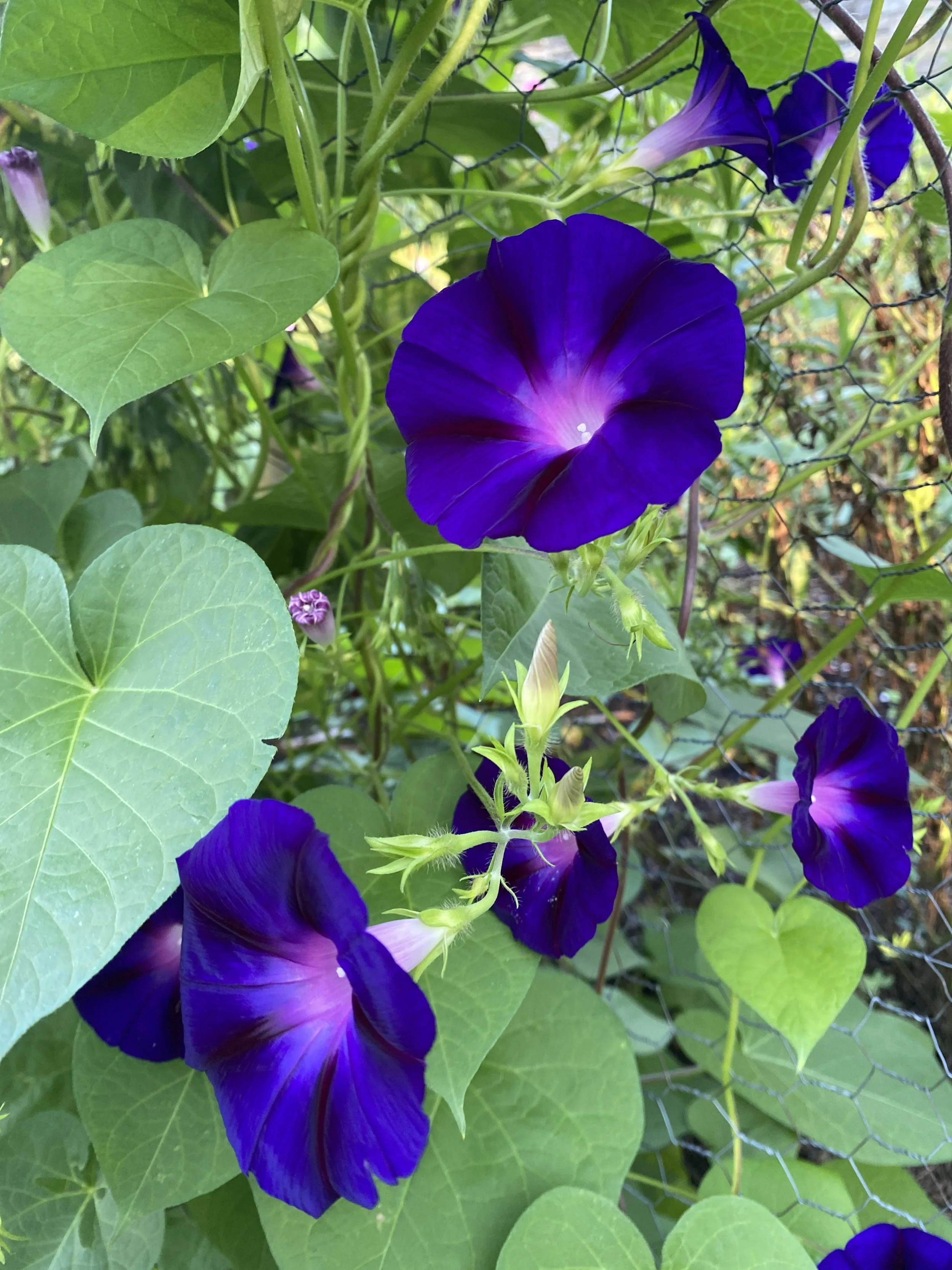 IMG_1473.jpeg