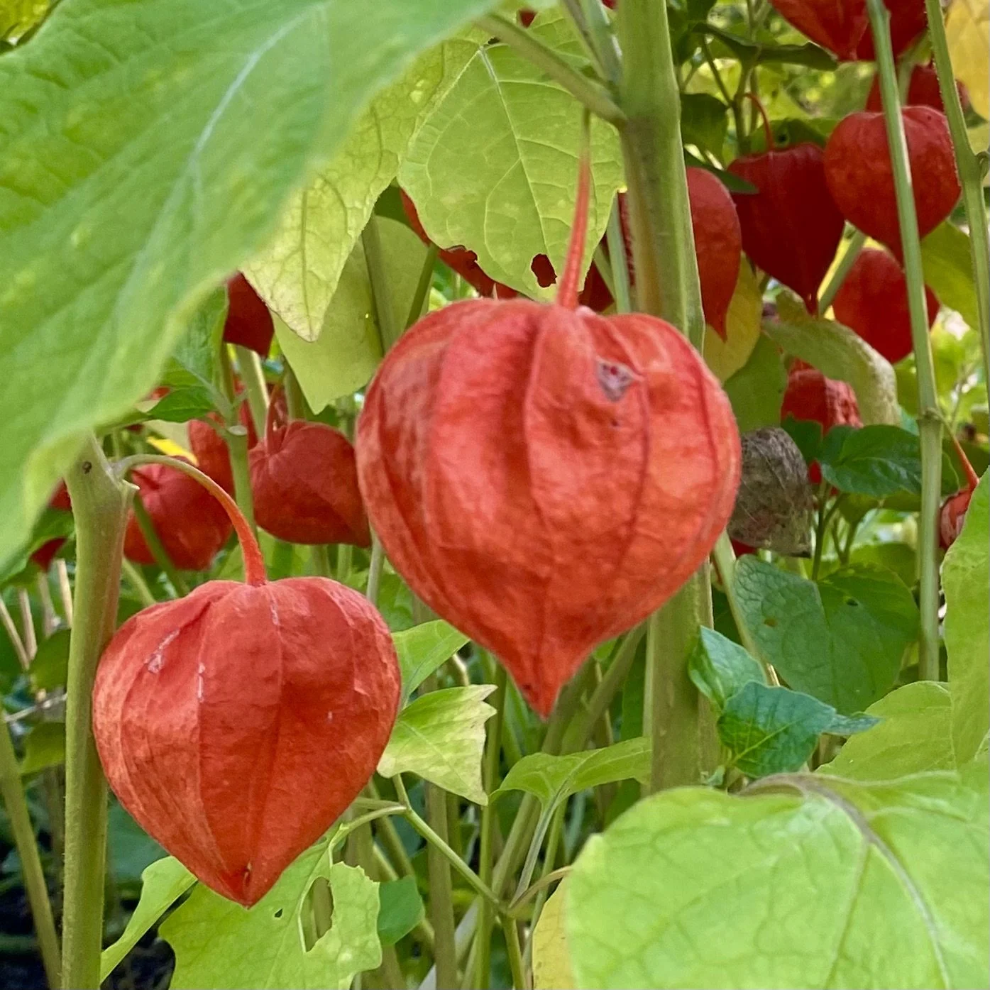 Chinese Lantern 'Gigantea'
