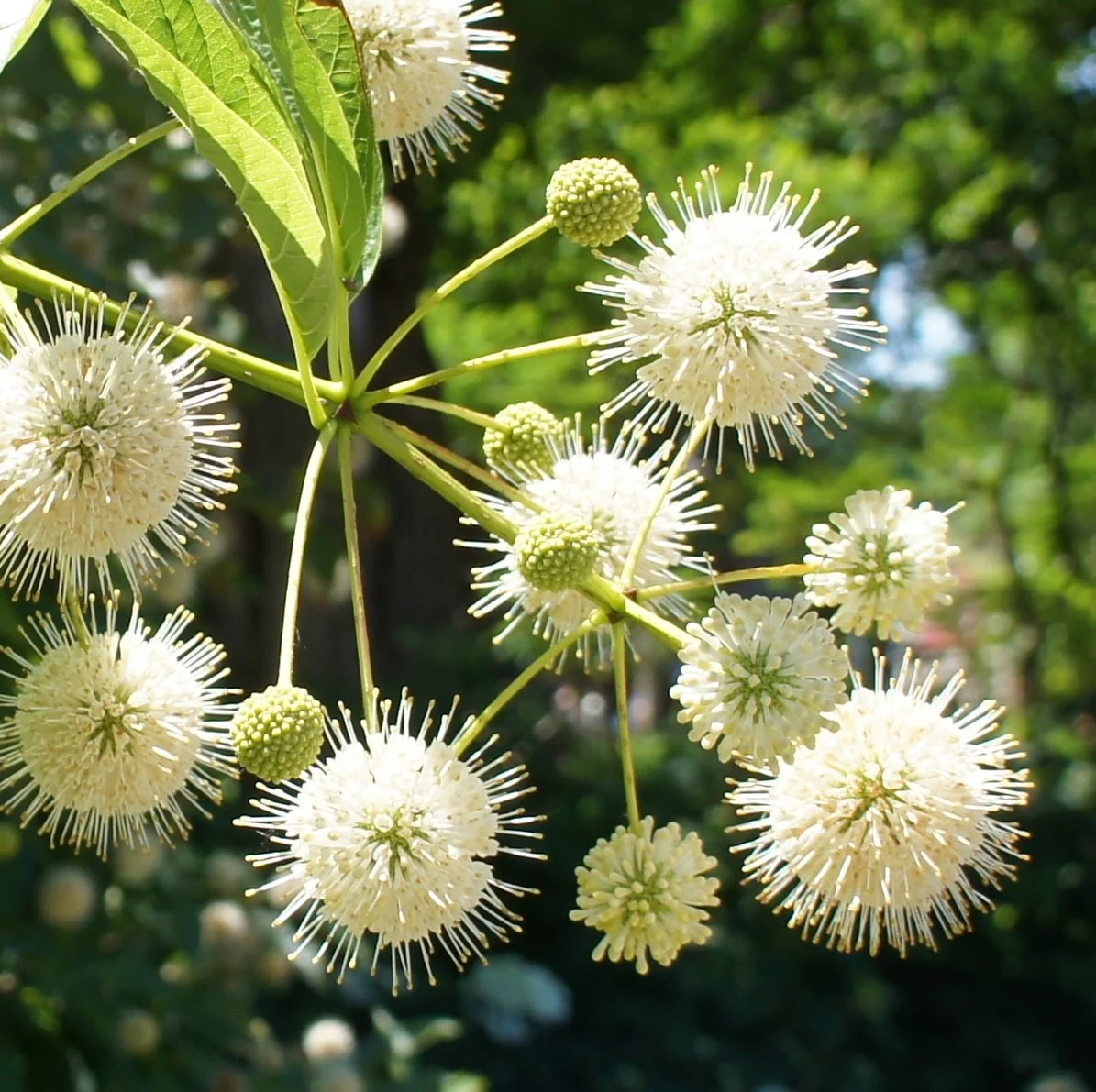 Buttonbush