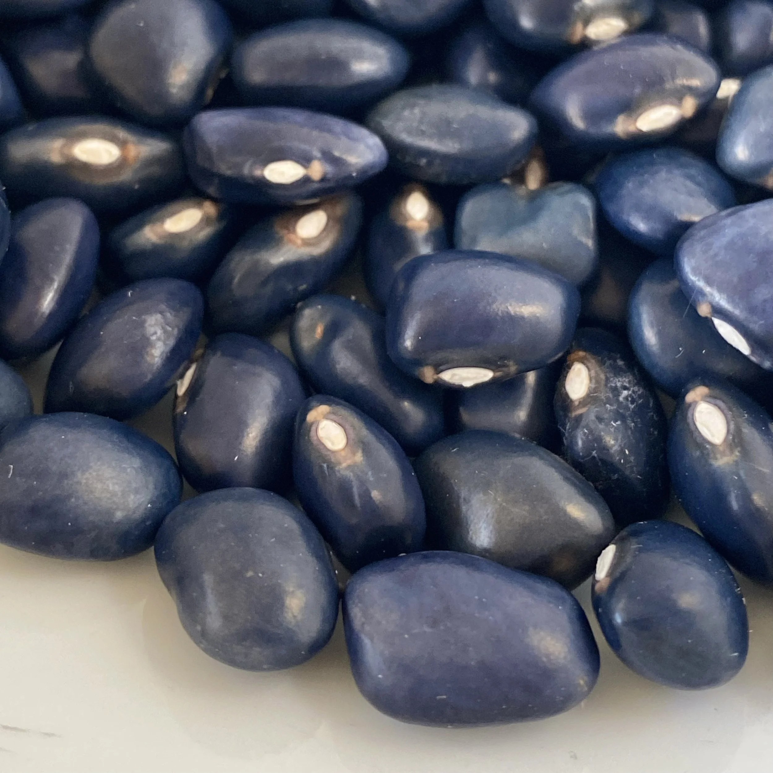 Blaue Meerbarbe