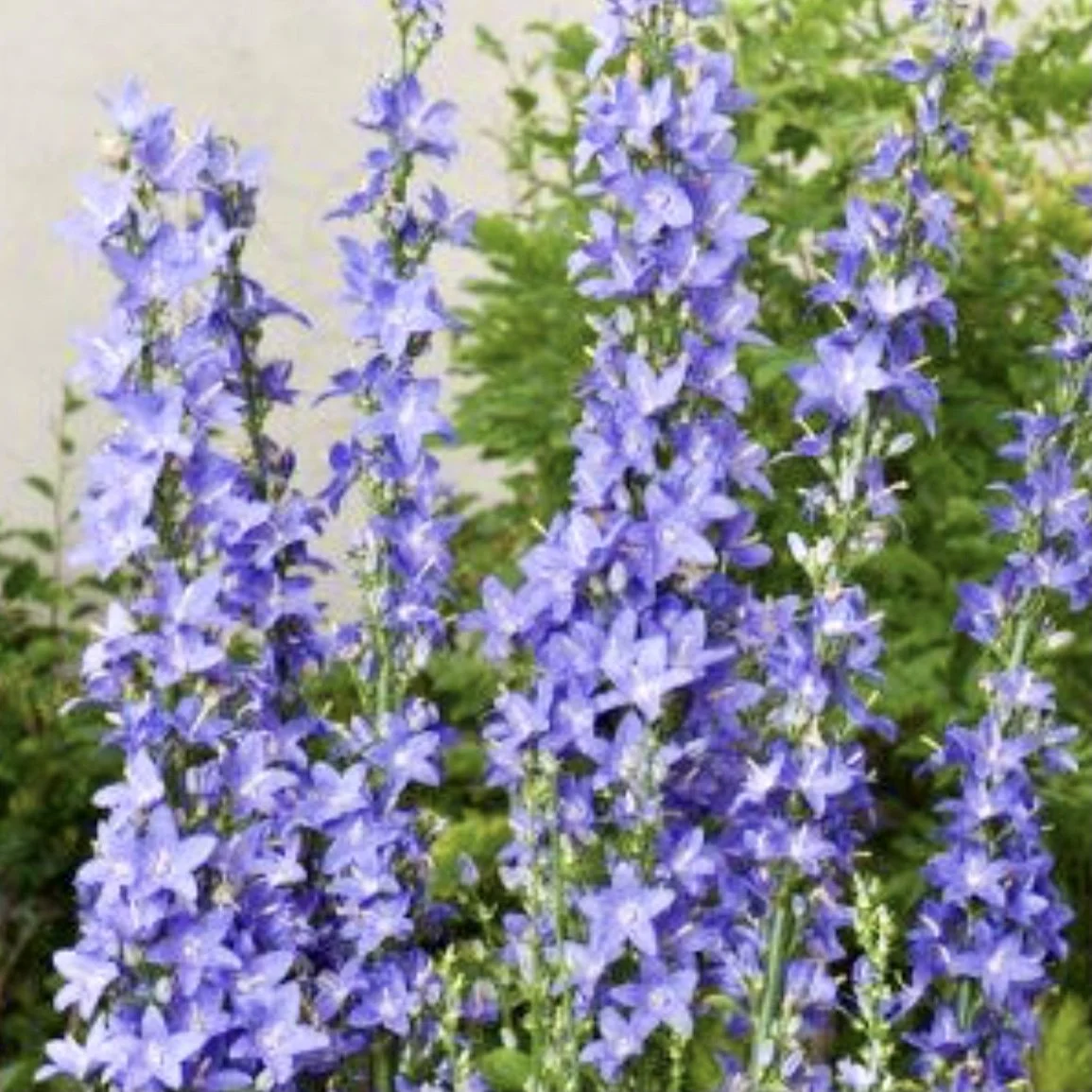 Chimney Bellflower