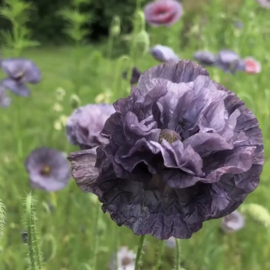 Amazing Grey Poppies