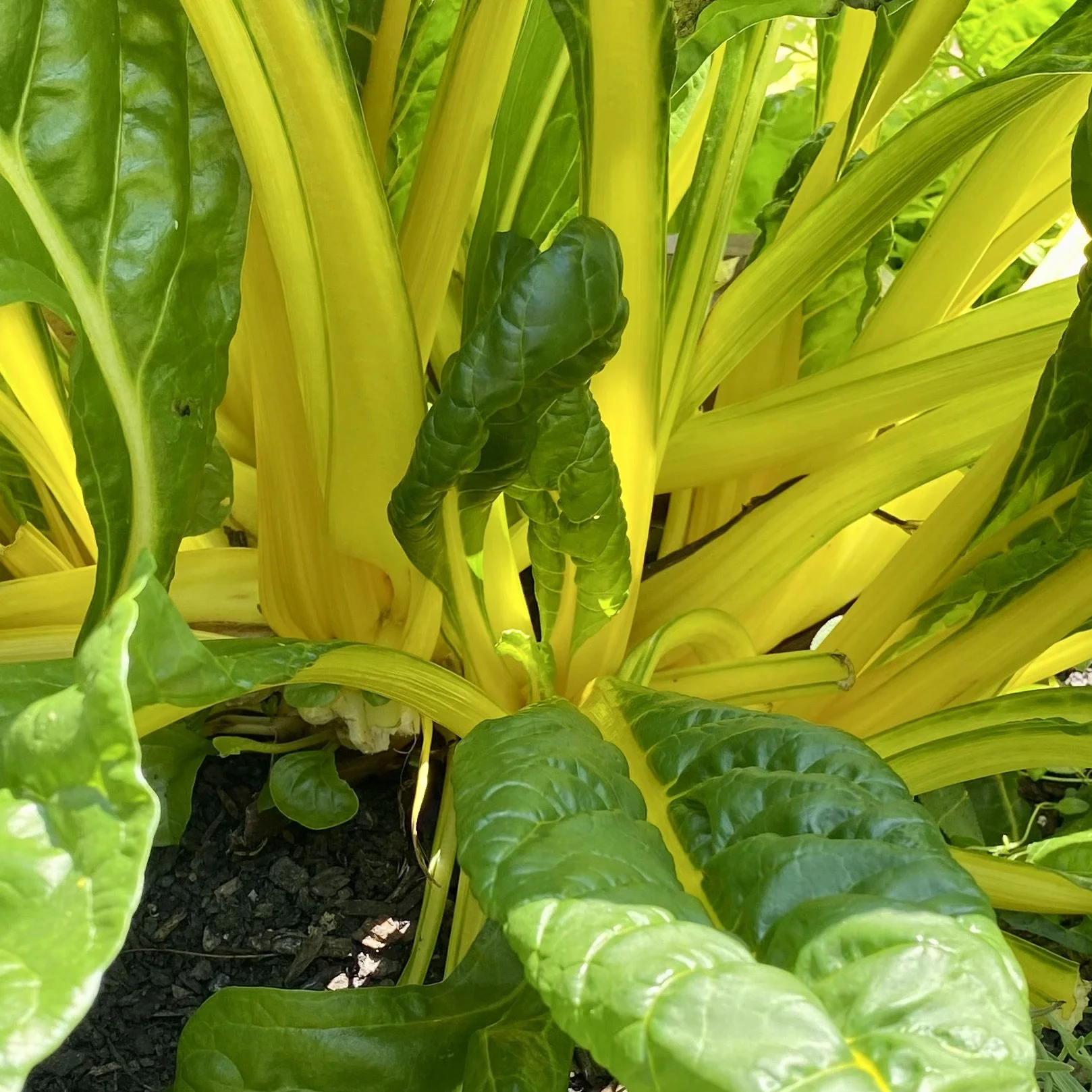Canary Yellow Chard