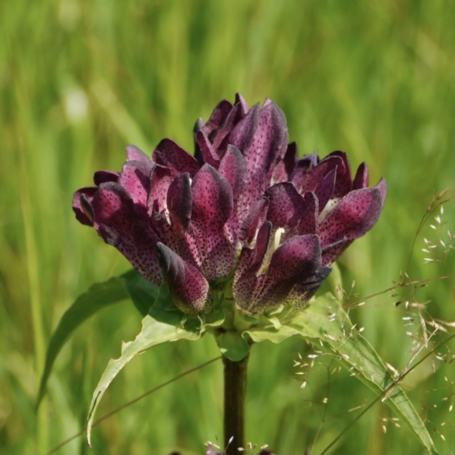 Hungarian Gentian