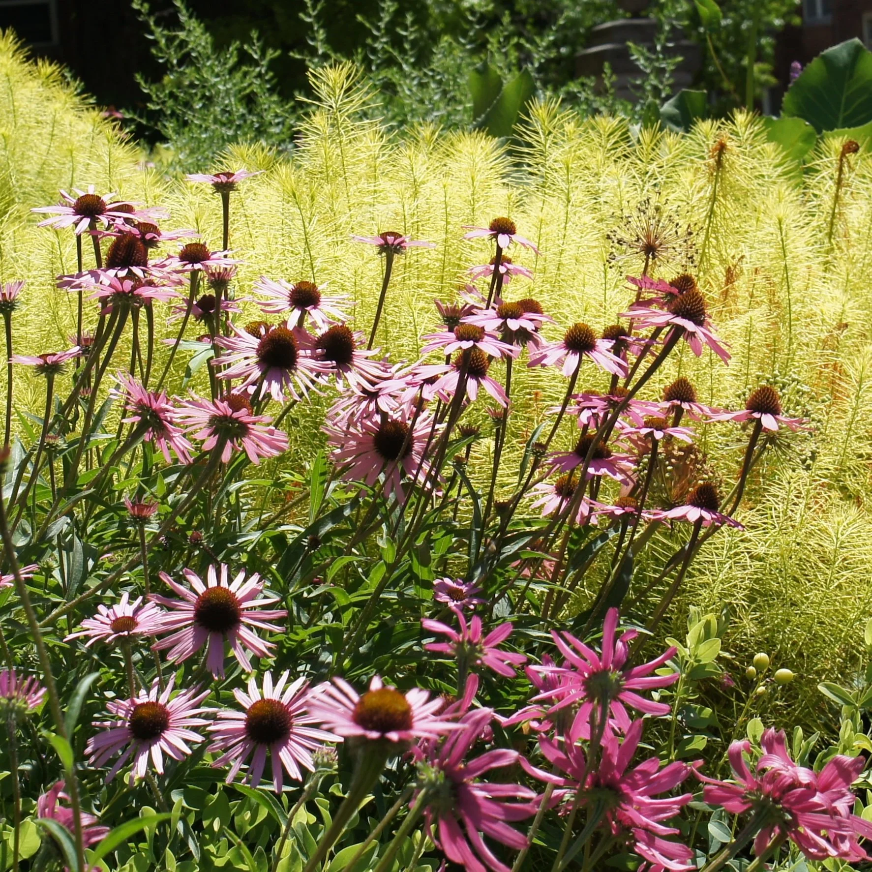 Echinacea tennesseensis