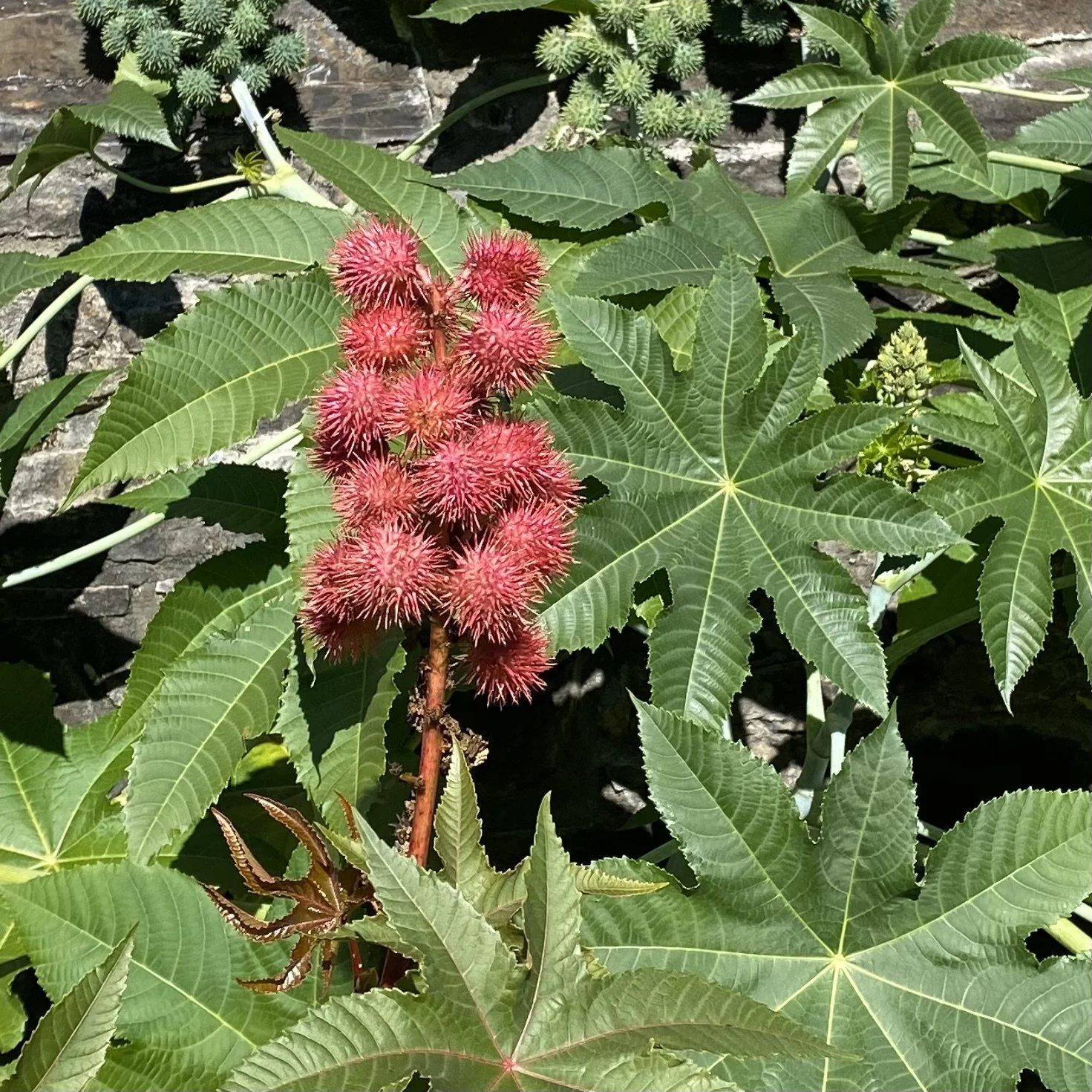 Zanzibar Castor Bean