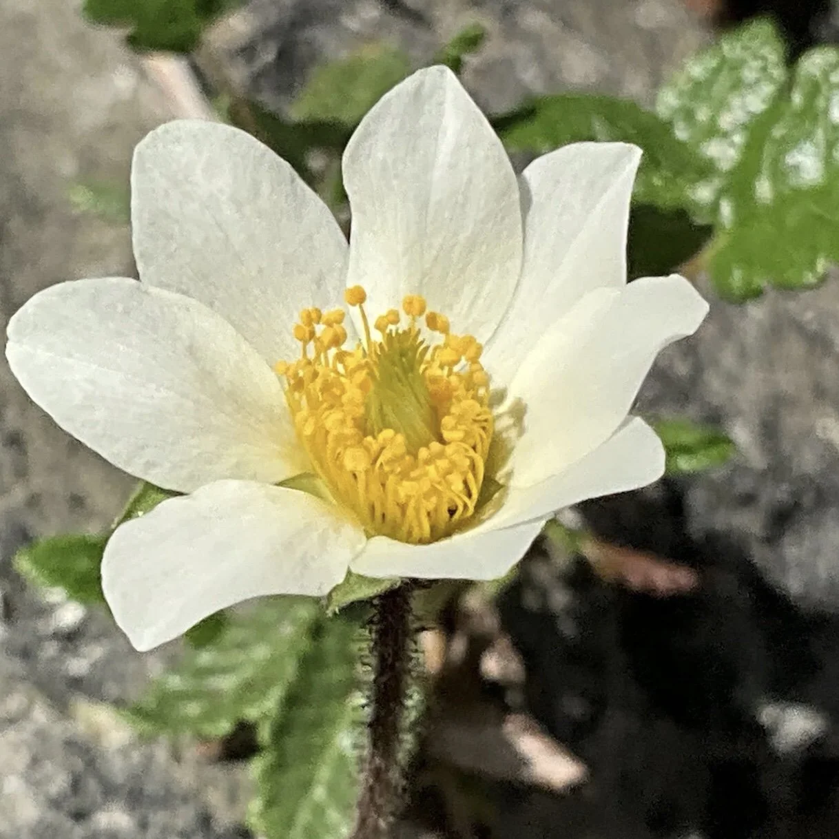 Dryas octopetala