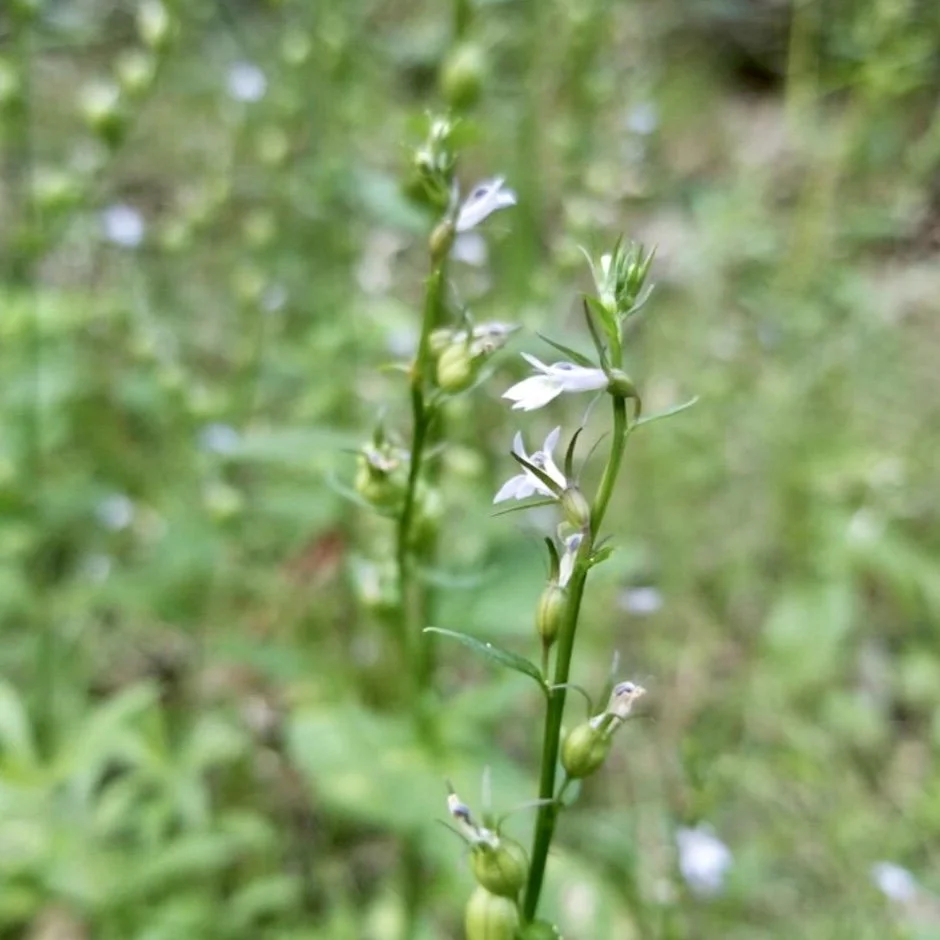 Lobelia inflata