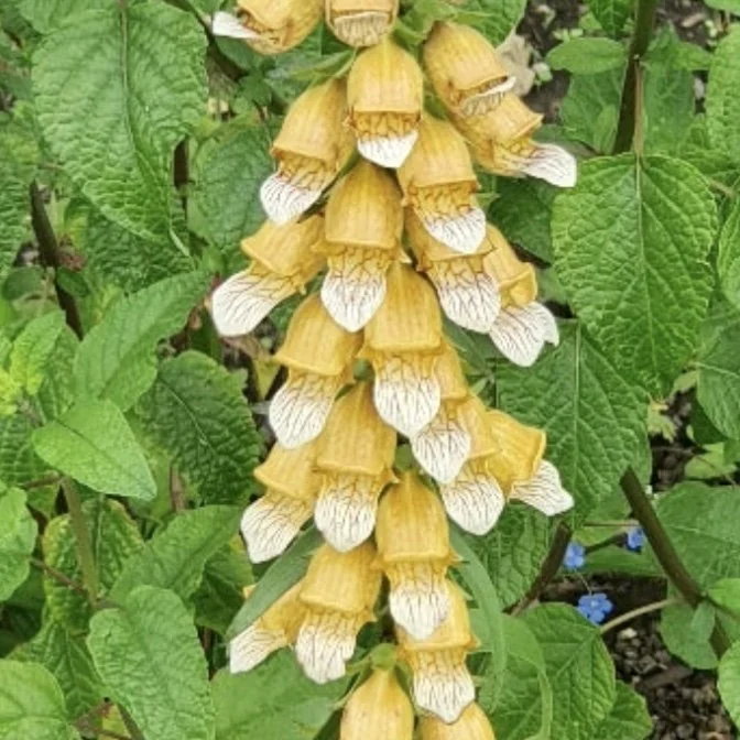 Giraffe Foxglove