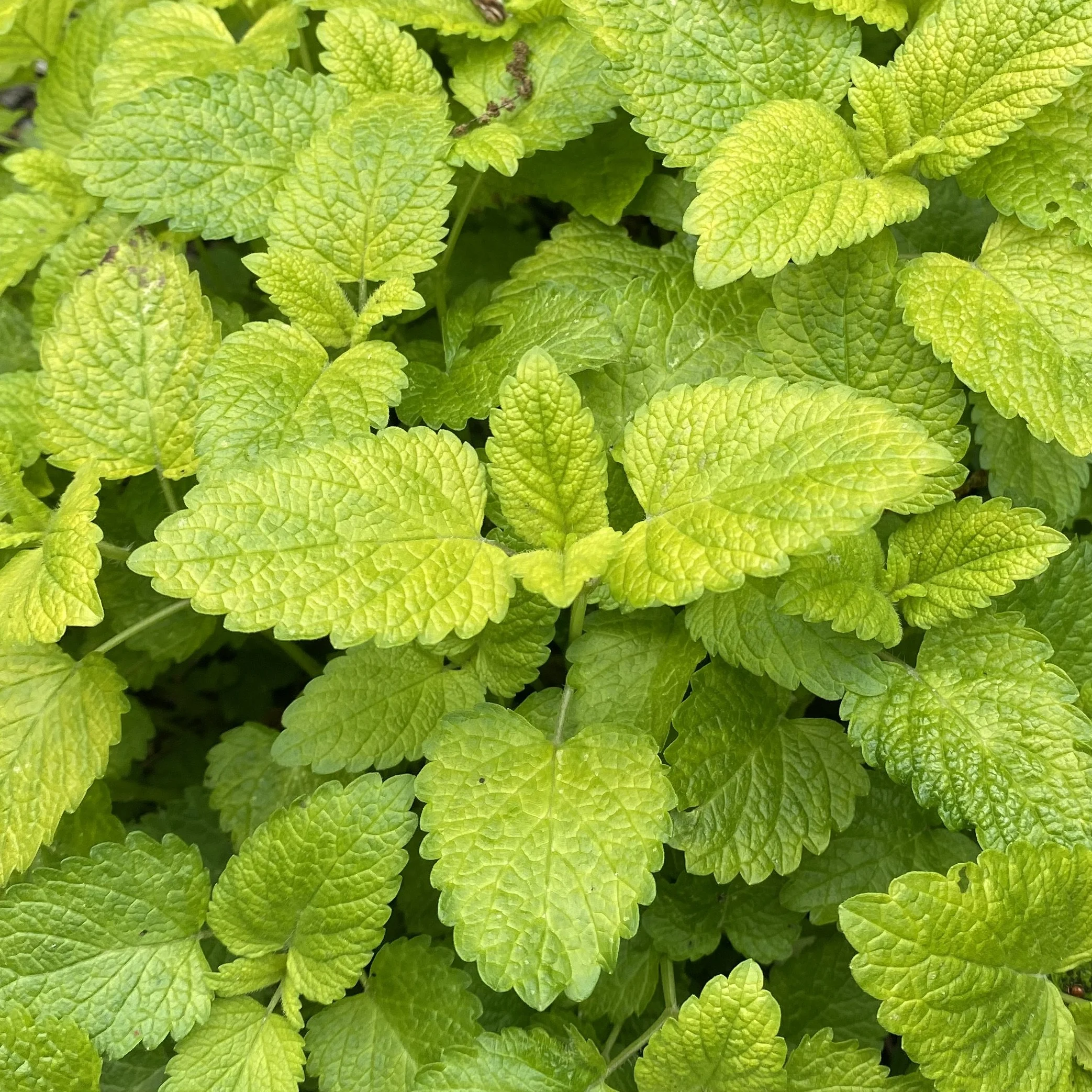 Golden Lemon Balm