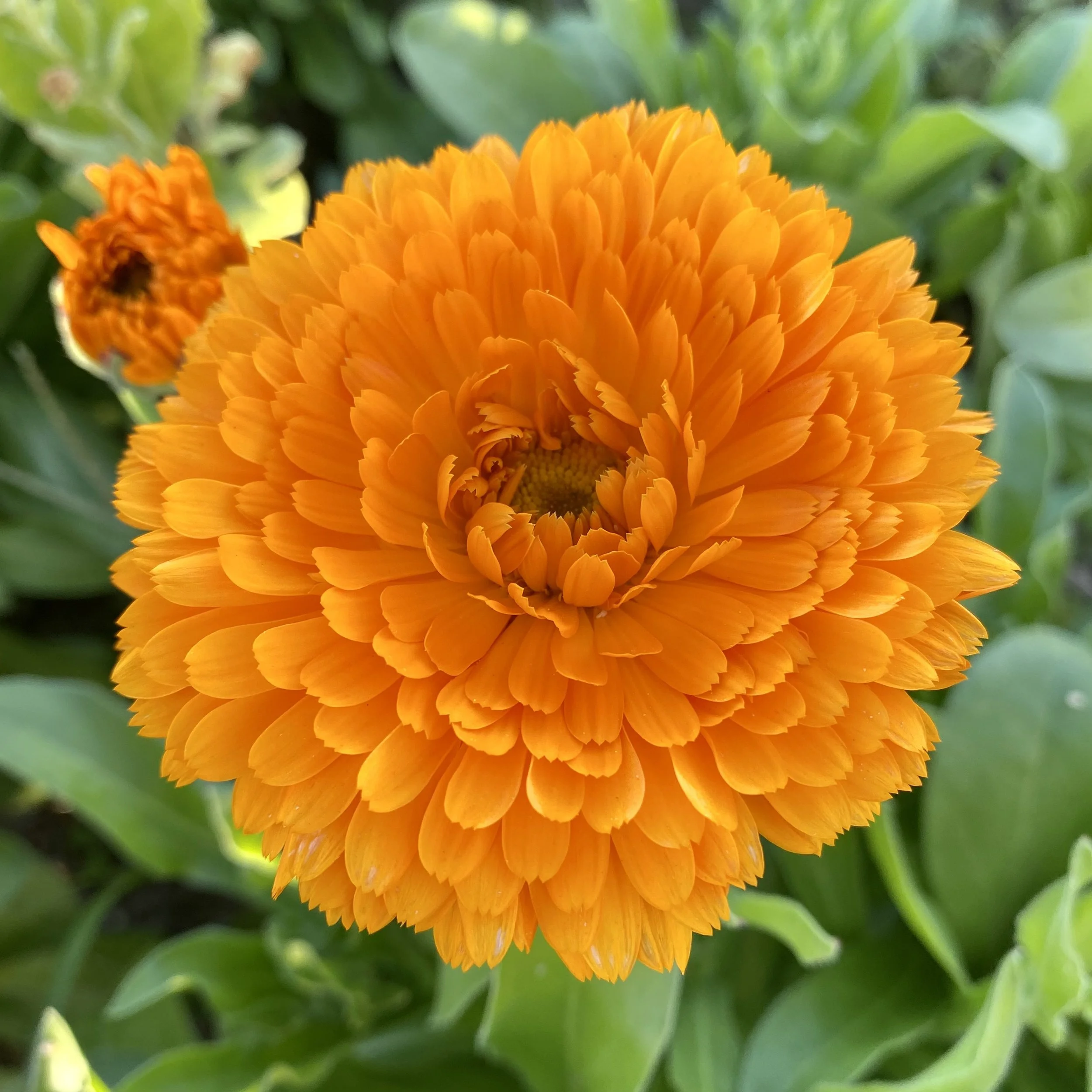 Calendula 'Erfurter'
