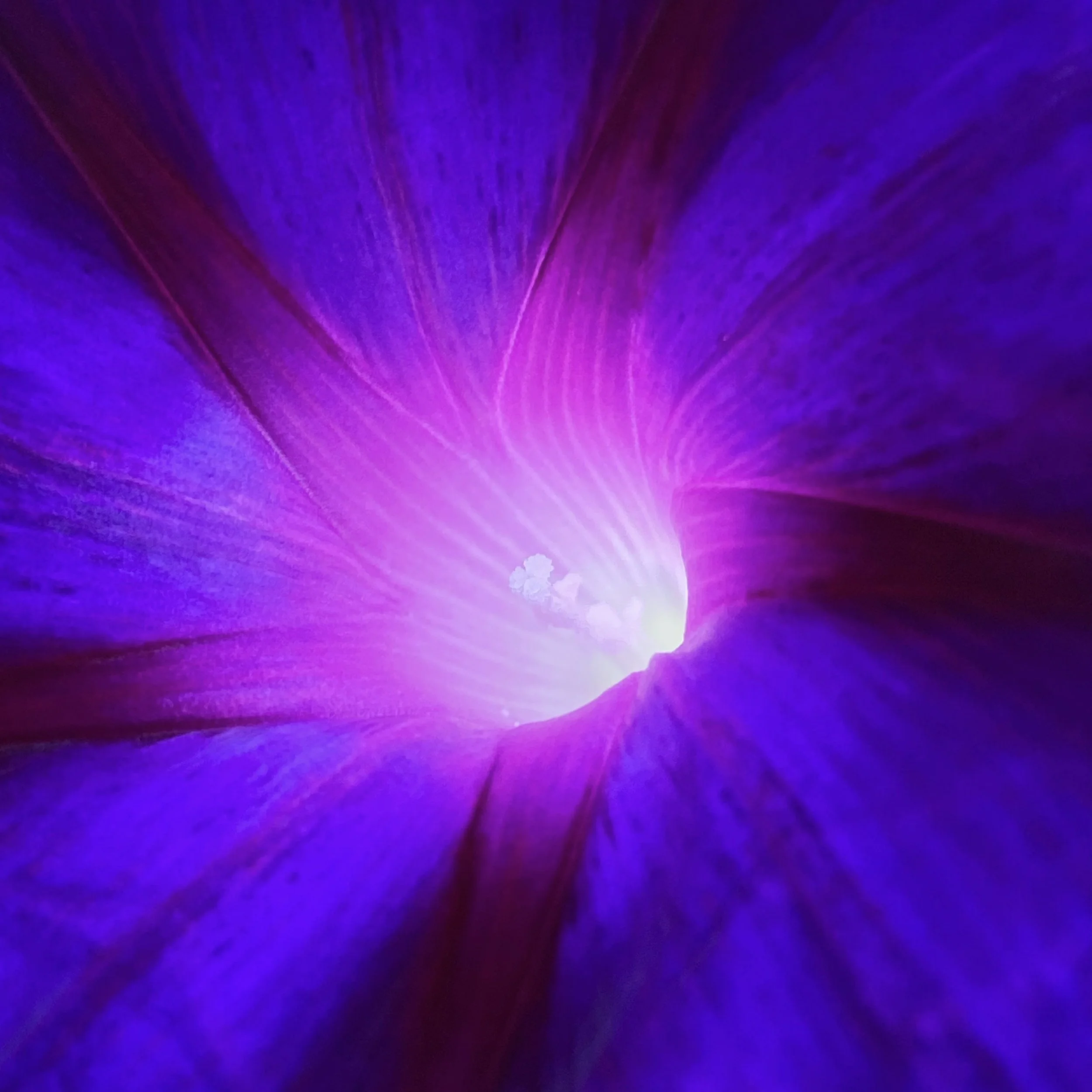 Kniola's Purple Black