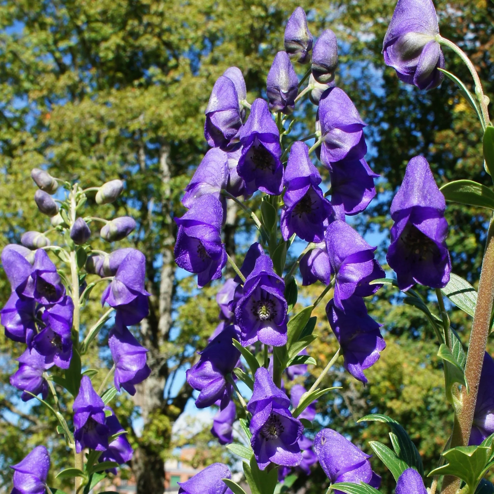 Monkshood
