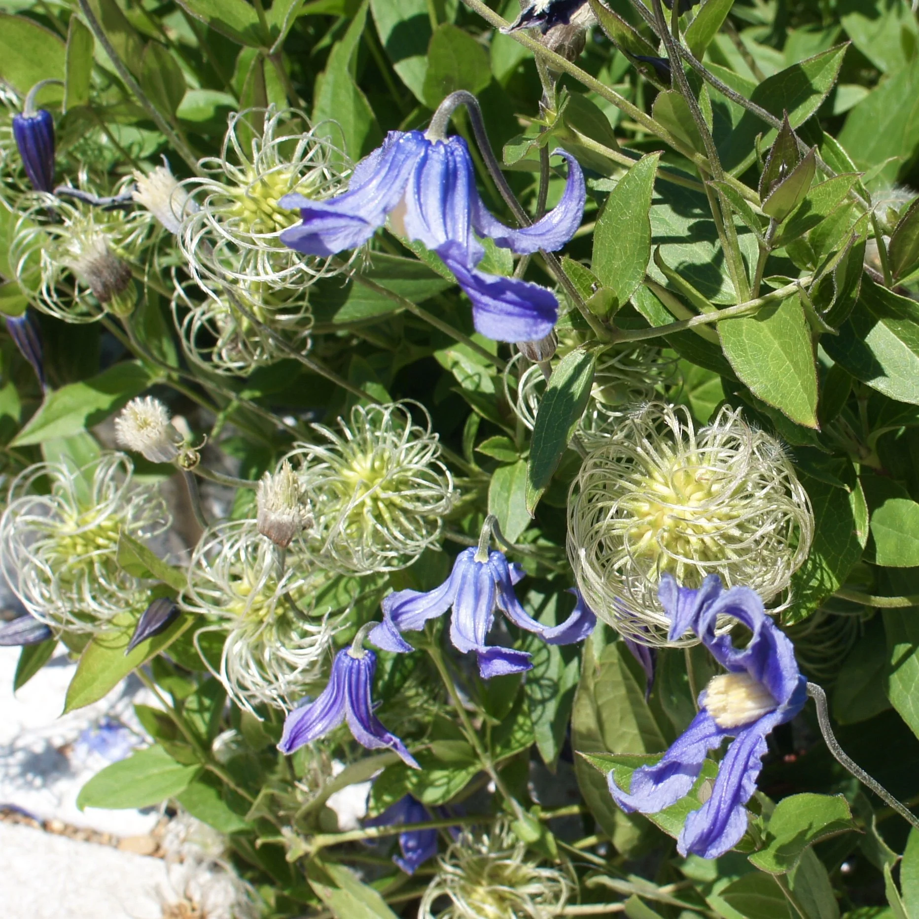 Clematis integrifolia